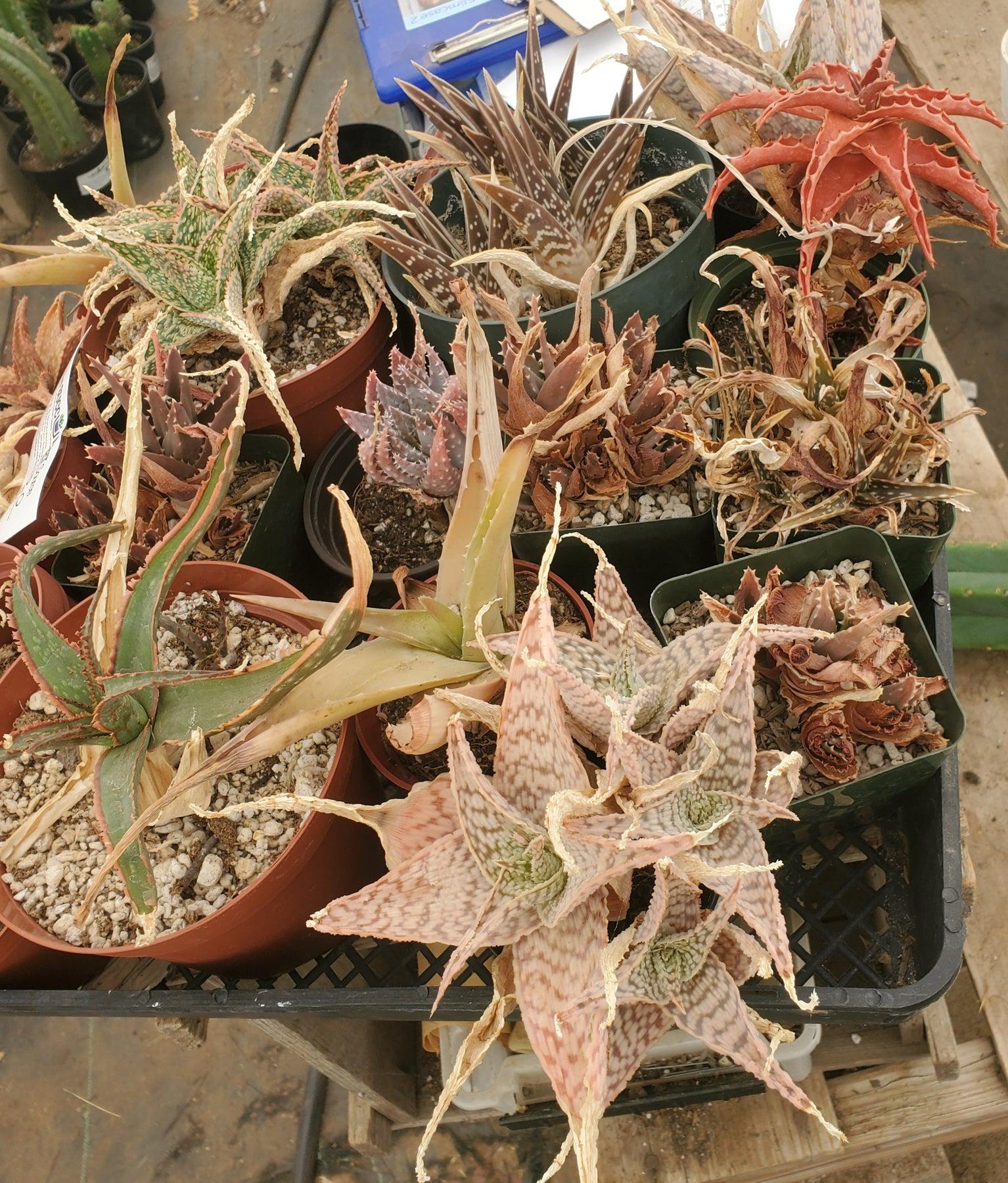 #ES20 EXACT Aloe mixed TLC lot-Succulent - Large - Exact-The Succulent Source