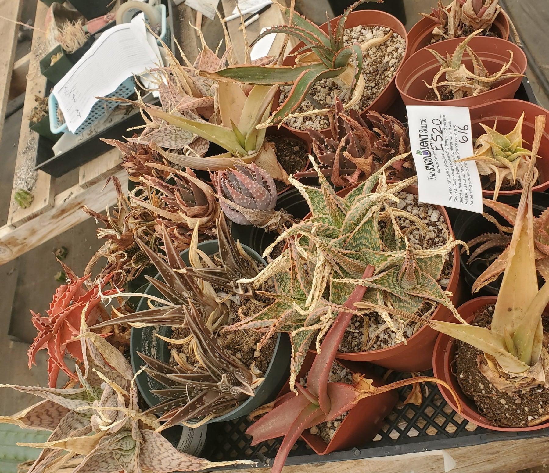 #ES20 EXACT Aloe mixed TLC lot-Succulent - Large - Exact-The Succulent Source