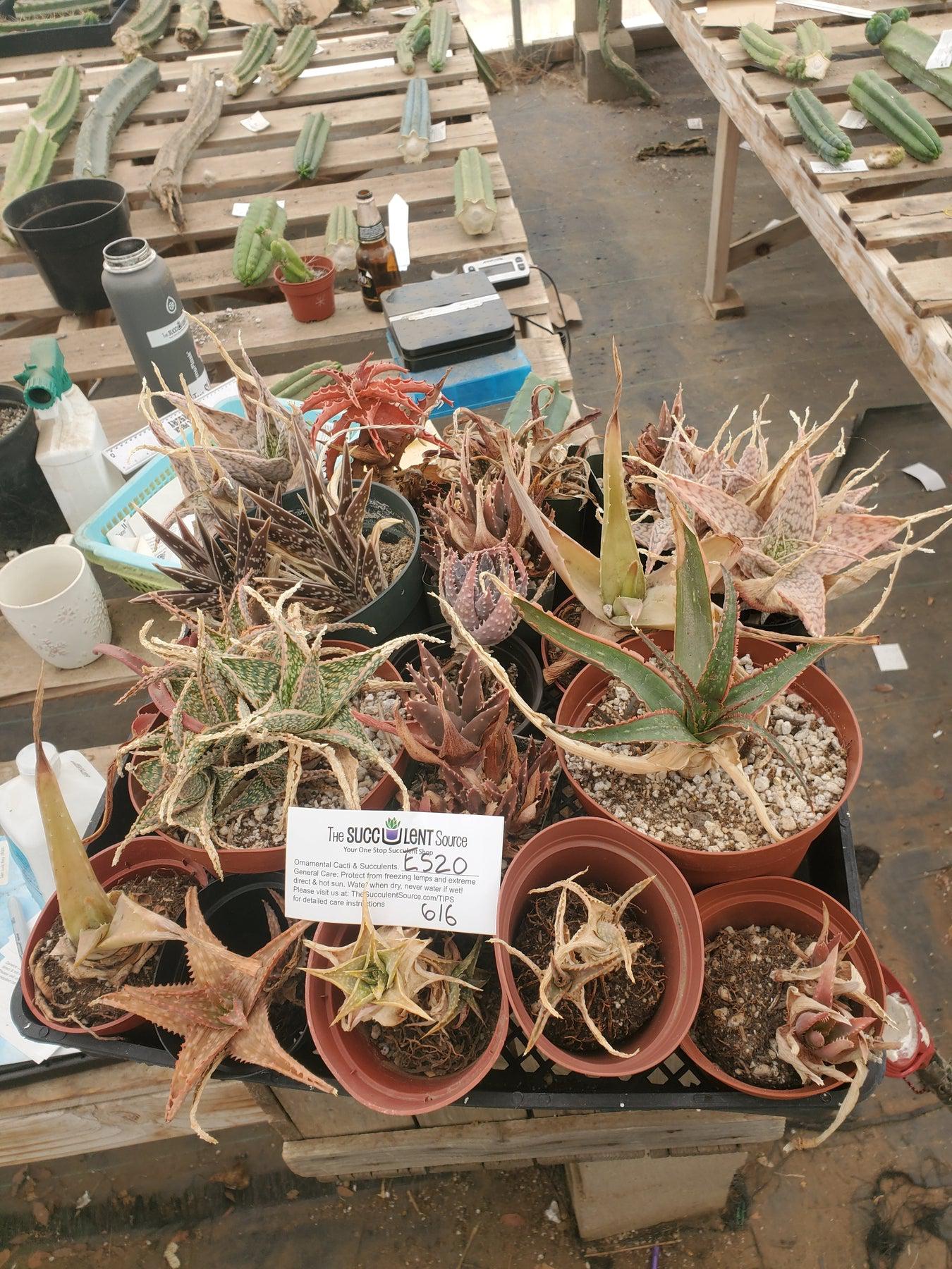 #ES20 EXACT Aloe mixed TLC lot-Succulent - Large - Exact-The Succulent Source