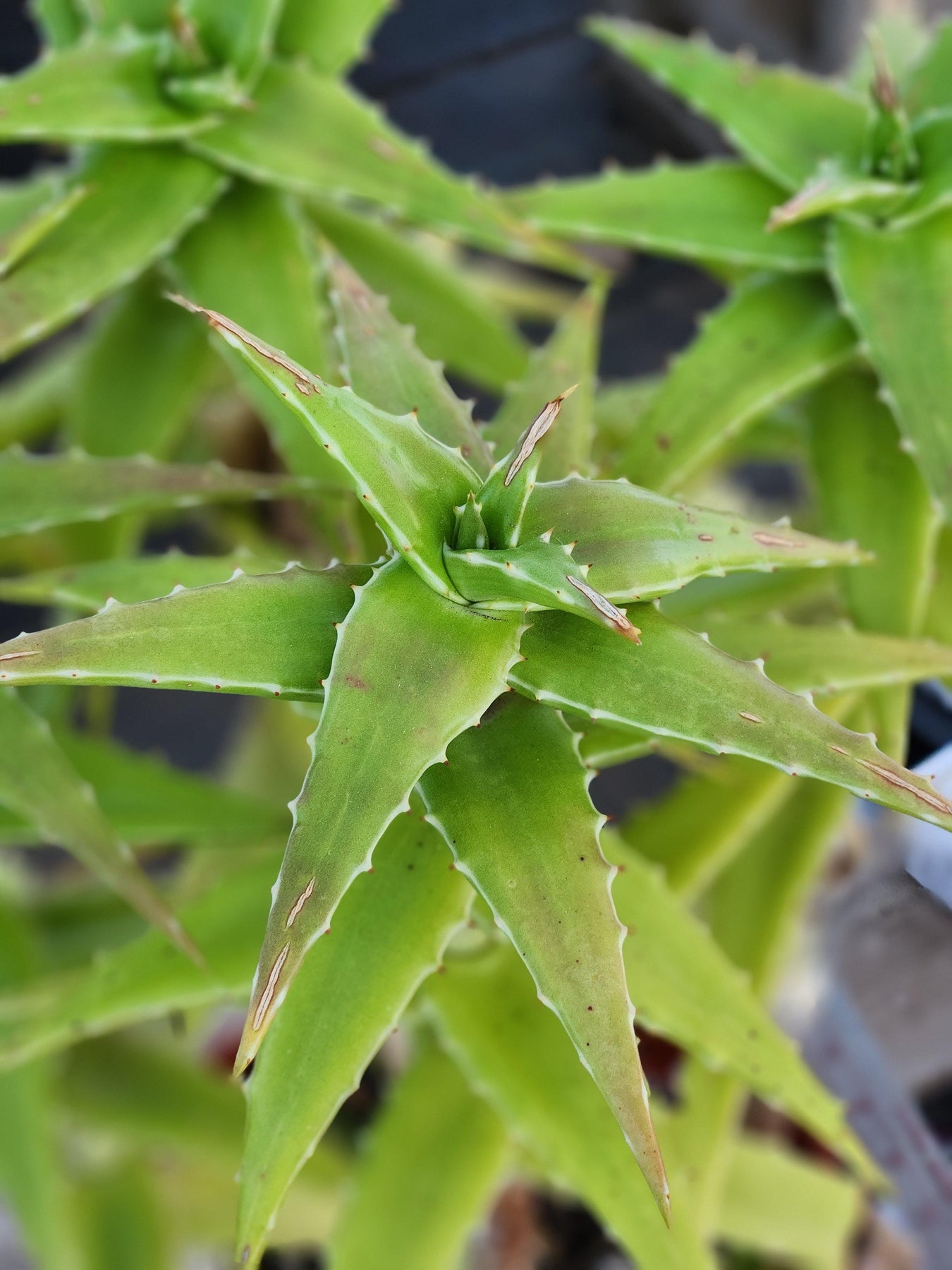 #ES21 EXACT Aloe Congolensis BIG-Succulent - Large - Exact-The Succulent Source