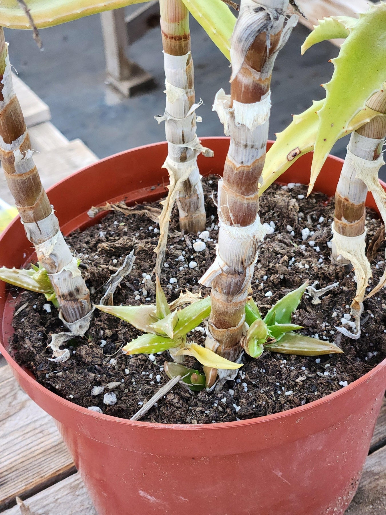 #ES21 EXACT Aloe Congolensis BIG-Succulent - Large - Exact-The Succulent Source