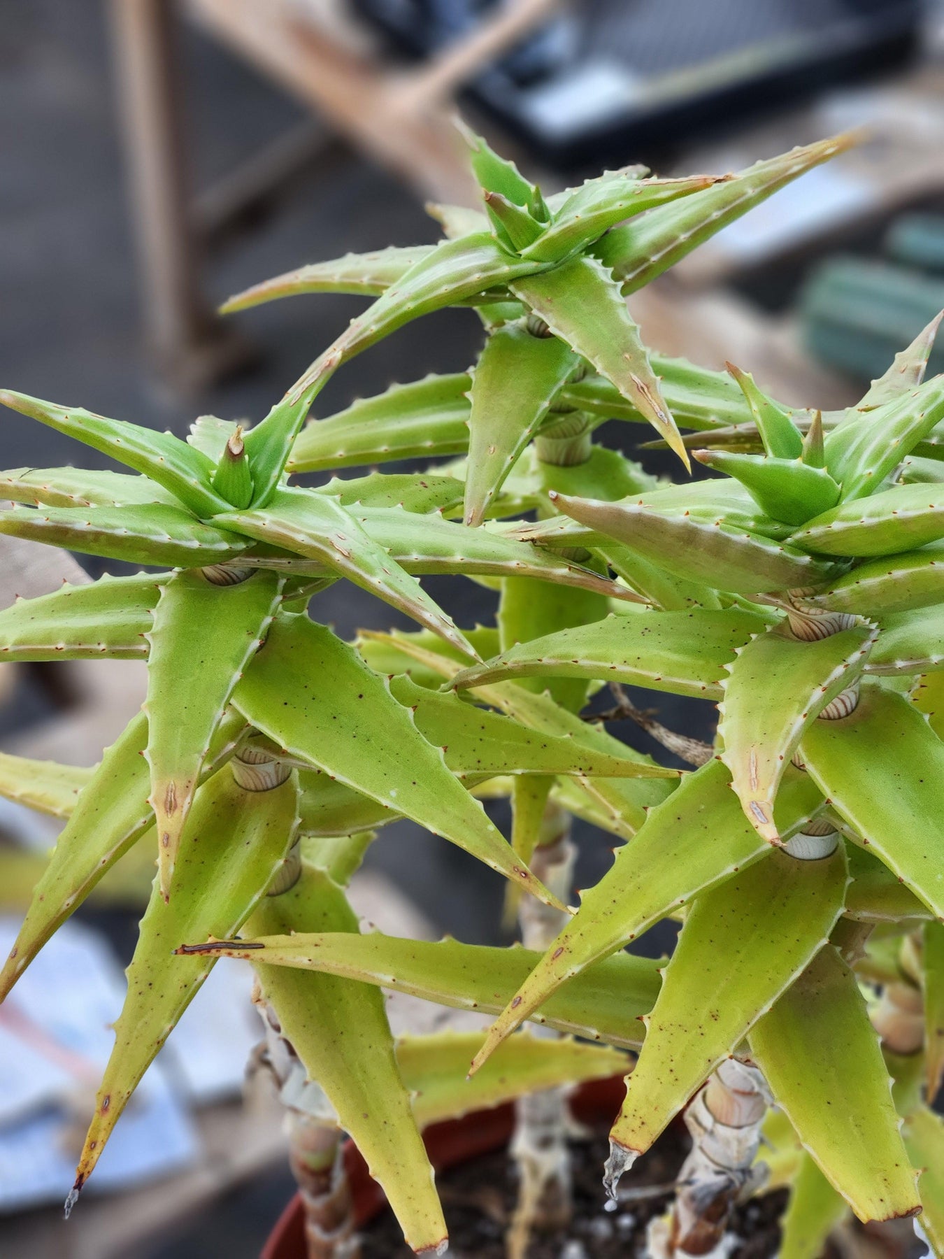 #ES21 EXACT Aloe Congolensis BIG-Succulent - Large - Exact-The Succulent Source