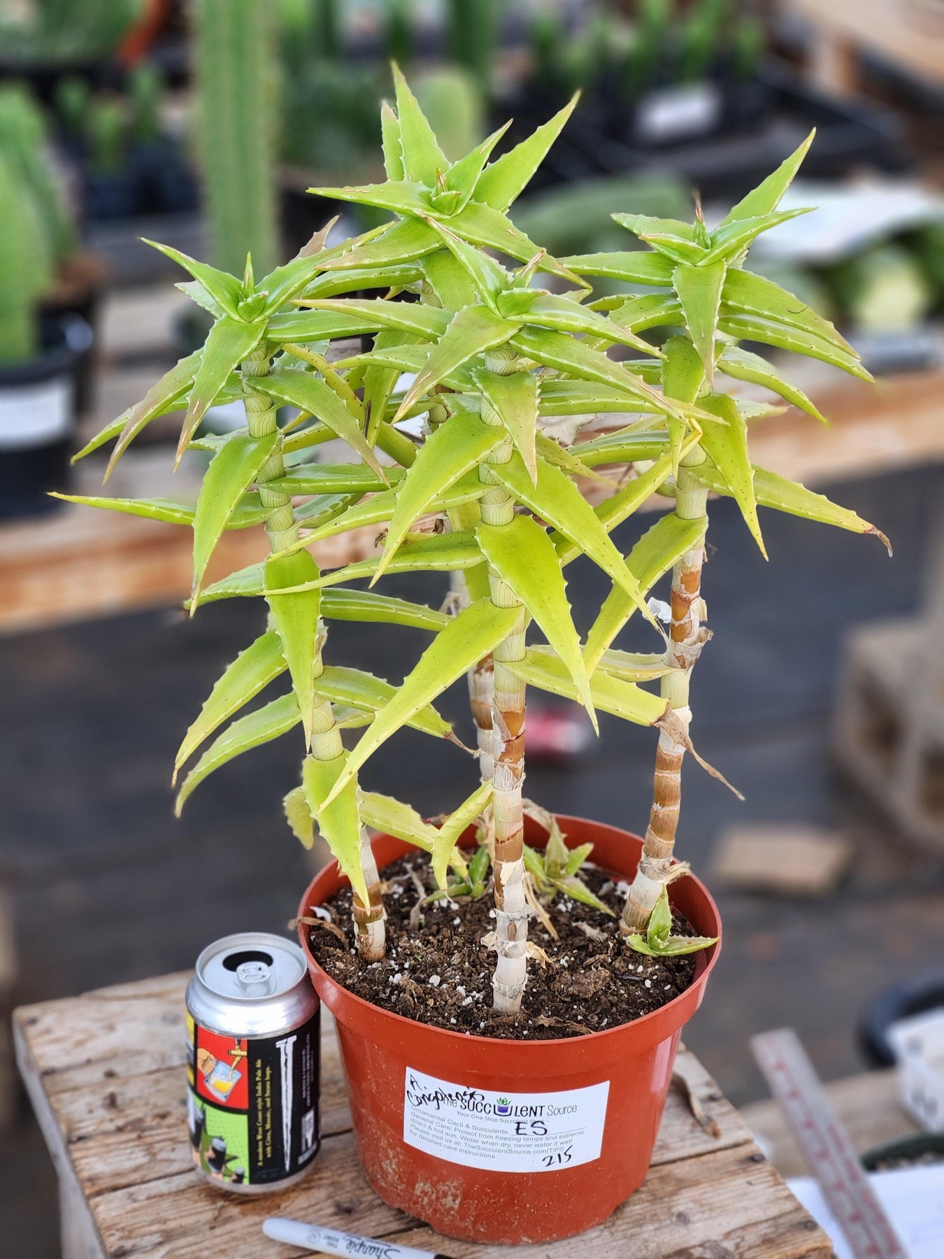 #ES21 EXACT Aloe Congolensis BIG-Succulent - Large - Exact-The Succulent Source