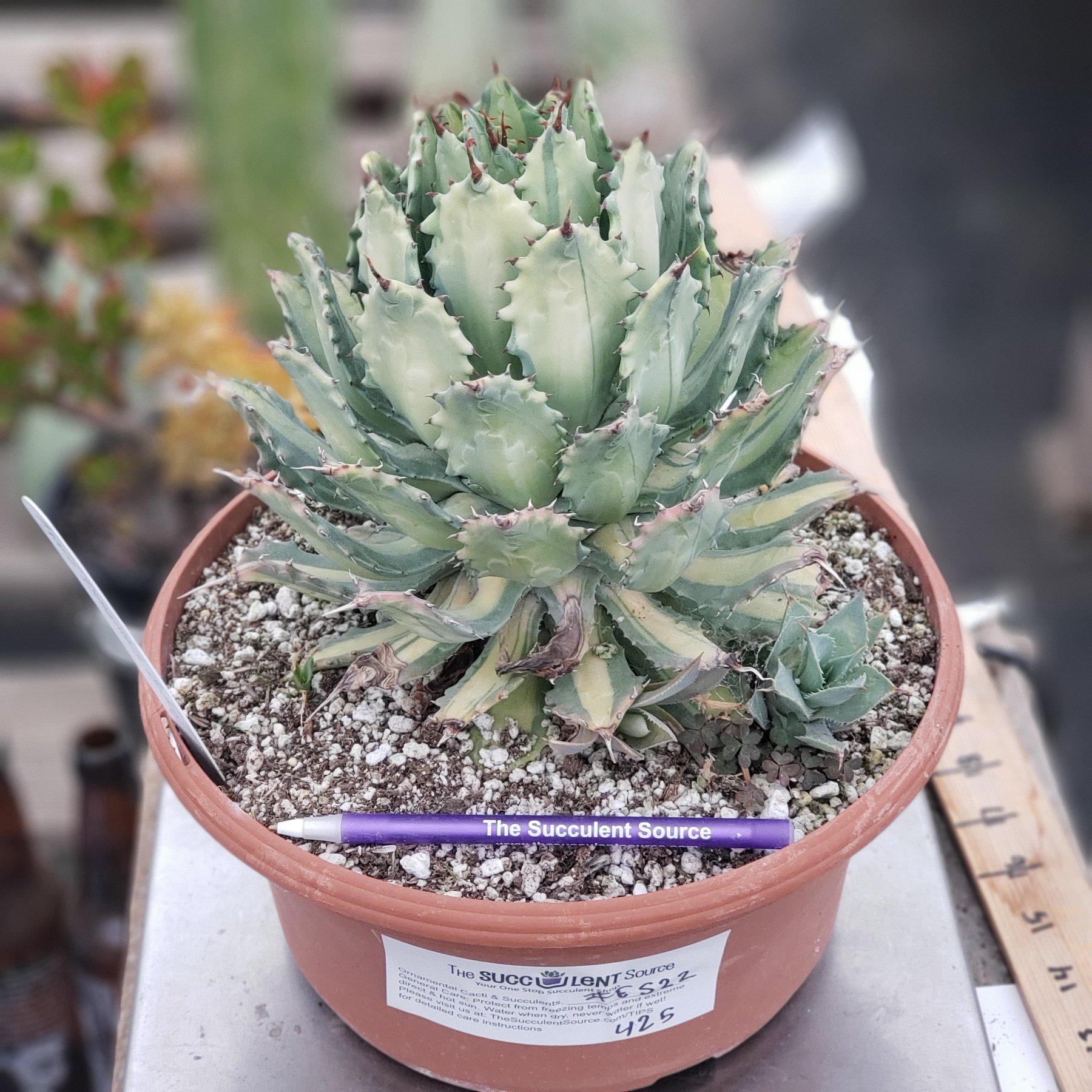 ES22 EXACT Agave Ismenthis Becky - Wedding Succulent Favors