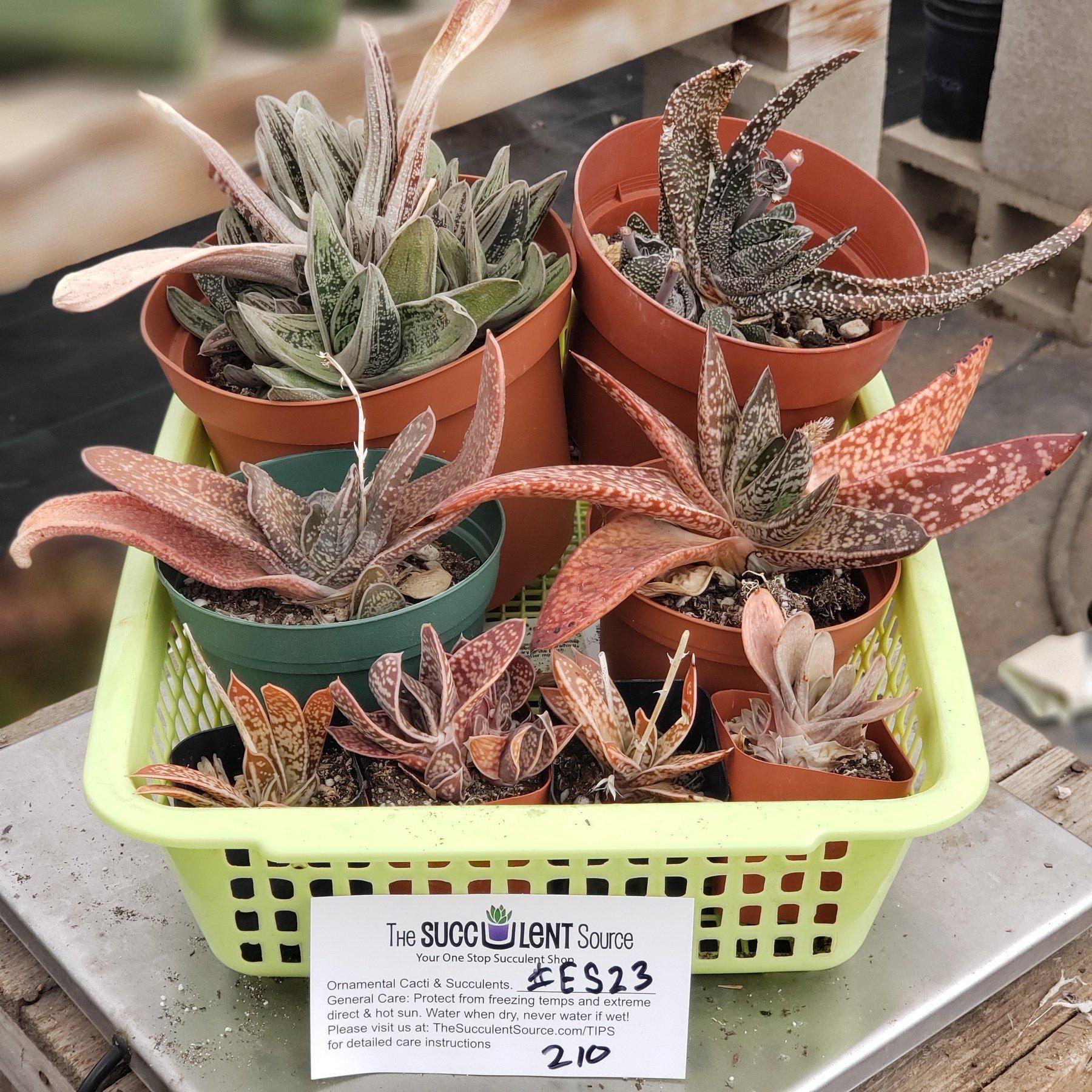 #ES23 EXACT Gasteria Lot-Succulent - Large - Exact-The Succulent Source