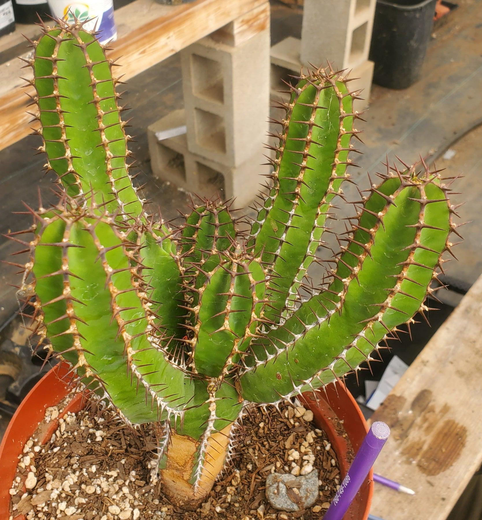 #ES25 EXACT Euphorbia Avismontana Specimen in 8" container-Succulent - Large - Exact-The Succulent Source