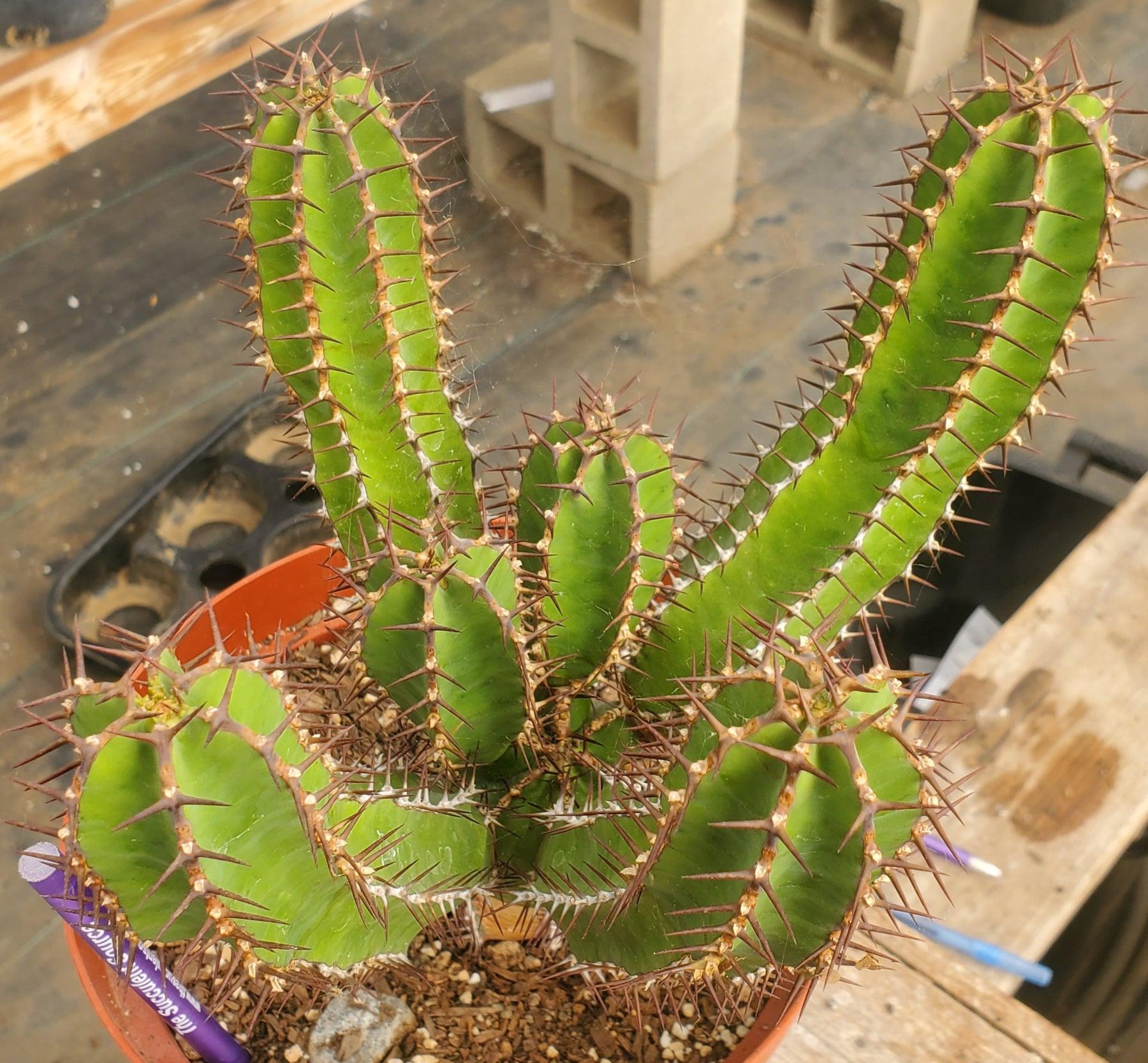 #ES25 EXACT Euphorbia Avismontana Specimen in 8" container-Succulent - Large - Exact-The Succulent Source
