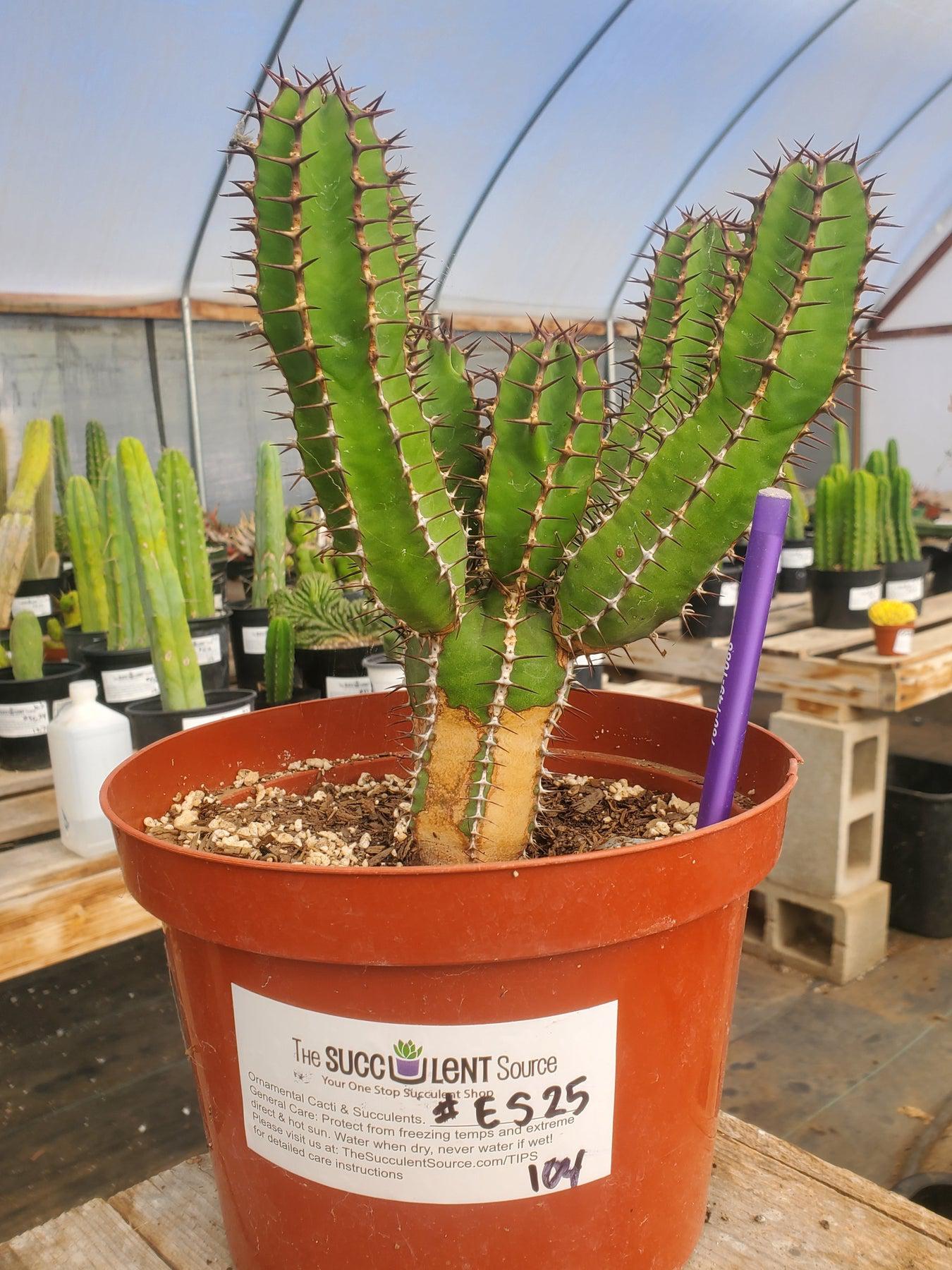 #ES25 EXACT Euphorbia Avismontana Specimen in 8" container-Succulent - Large - Exact-The Succulent Source