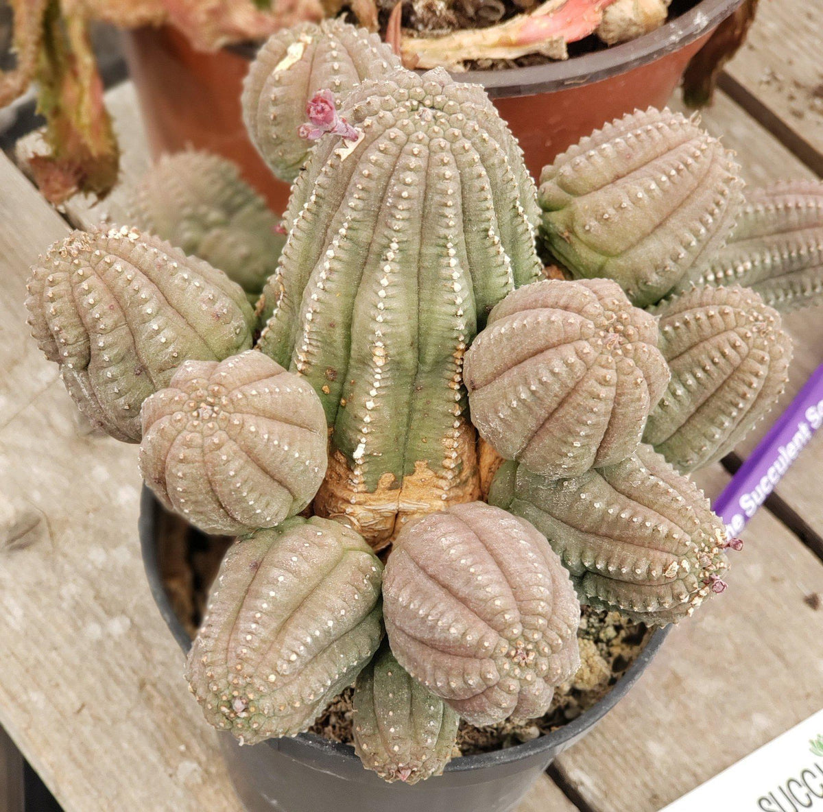 #ES28 EXACT Euphorbia Collectors Three Pack-Succulent - Large - Exact-The Succulent Source