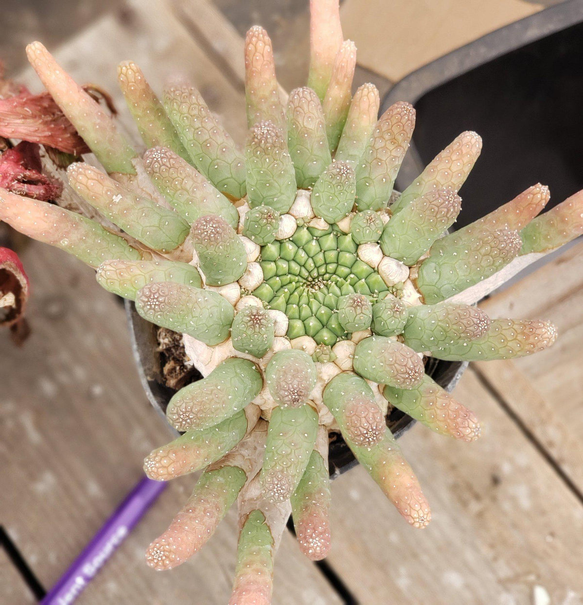 #ES28 EXACT Euphorbia Collectors Three Pack-Succulent - Large - Exact-The Succulent Source