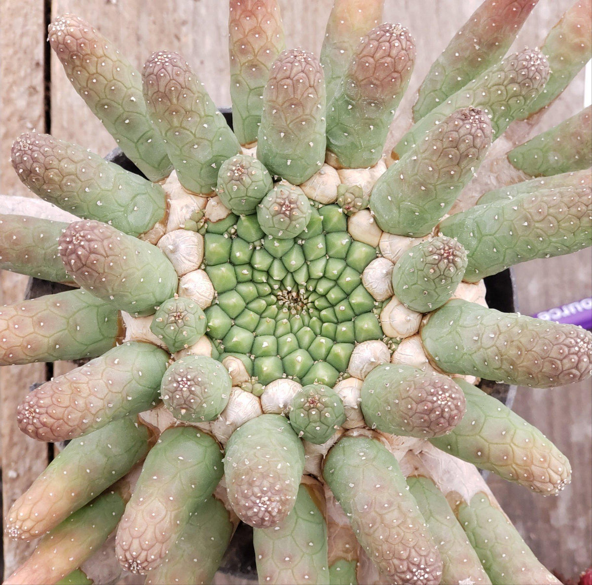 #ES28 EXACT Euphorbia Collectors Three Pack-Succulent - Large - Exact-The Succulent Source