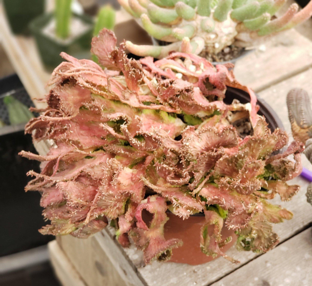 #ES28 EXACT Euphorbia Collectors Three Pack-Succulent - Large - Exact-The Succulent Source