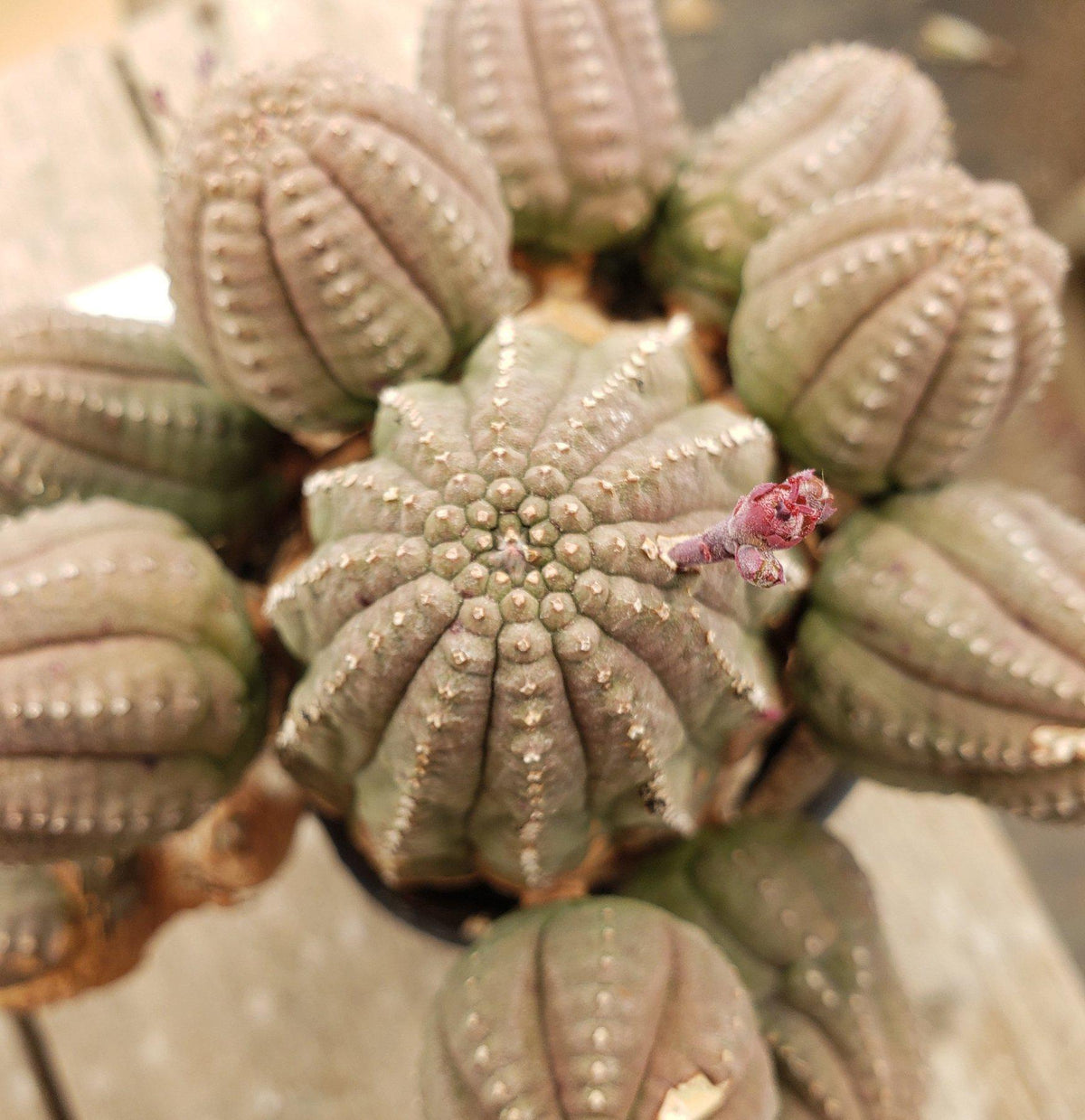 #ES28 EXACT Euphorbia Collectors Three Pack-Succulent - Large - Exact-The Succulent Source