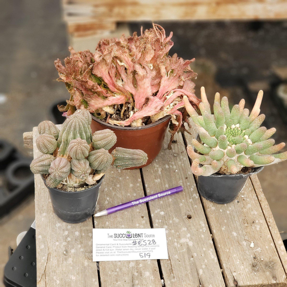 #ES28 EXACT Euphorbia Collectors Three Pack-Succulent - Large - Exact-The Succulent Source