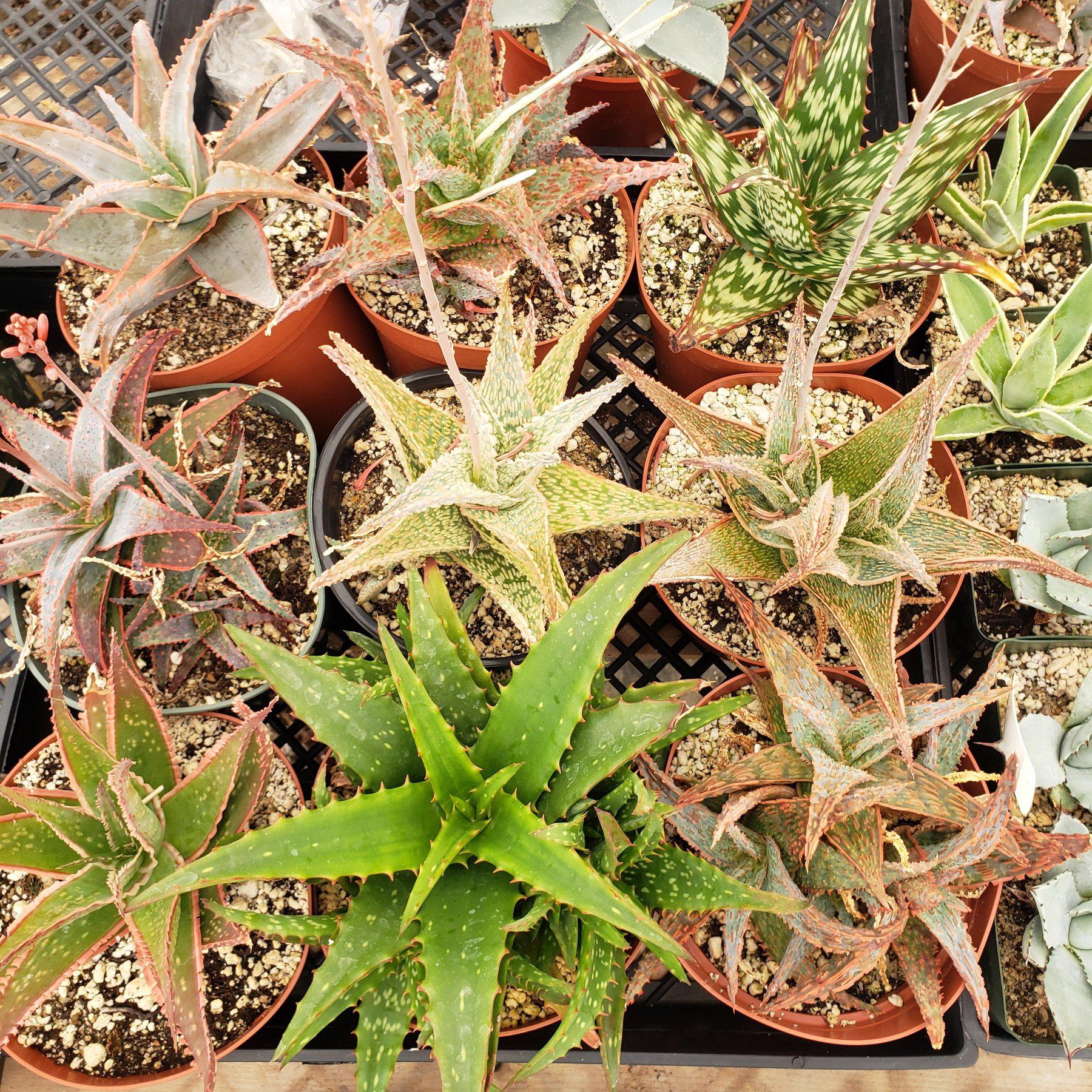 #ES29 EXACT Tray of Aloe assortment in 6" containers-Succulent - Large - Exact-The Succulent Source