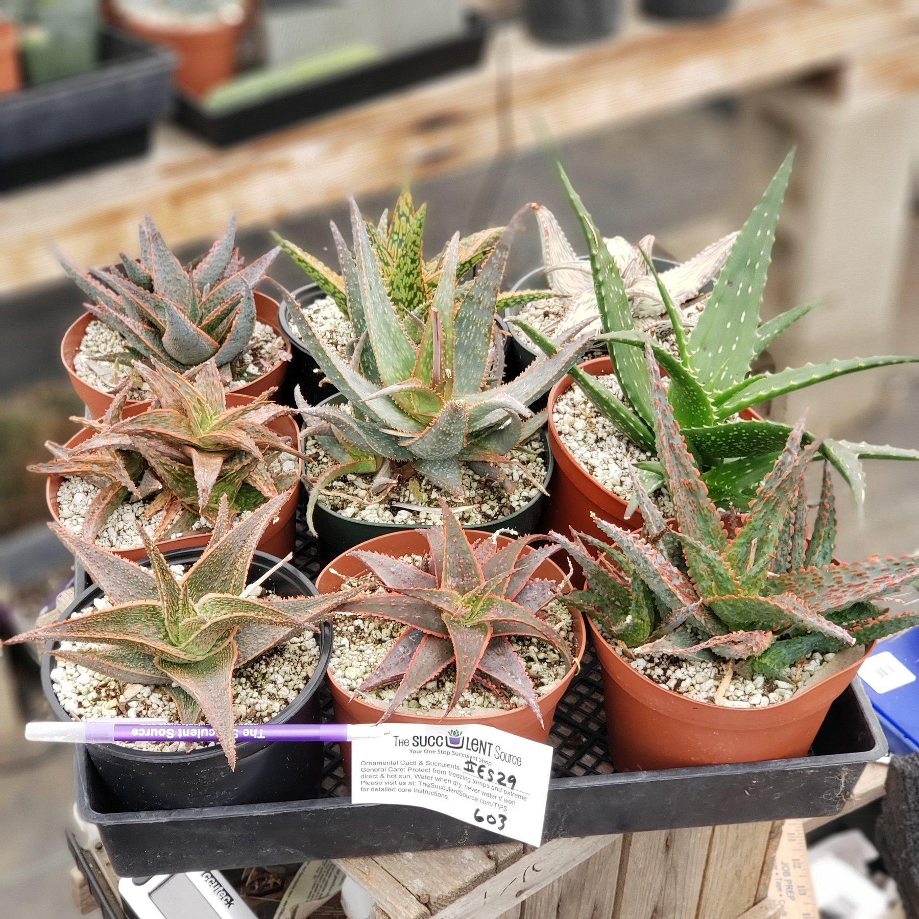different aloe succulents #ES29 EXACT Tray of Aloe assortment in 6" containers