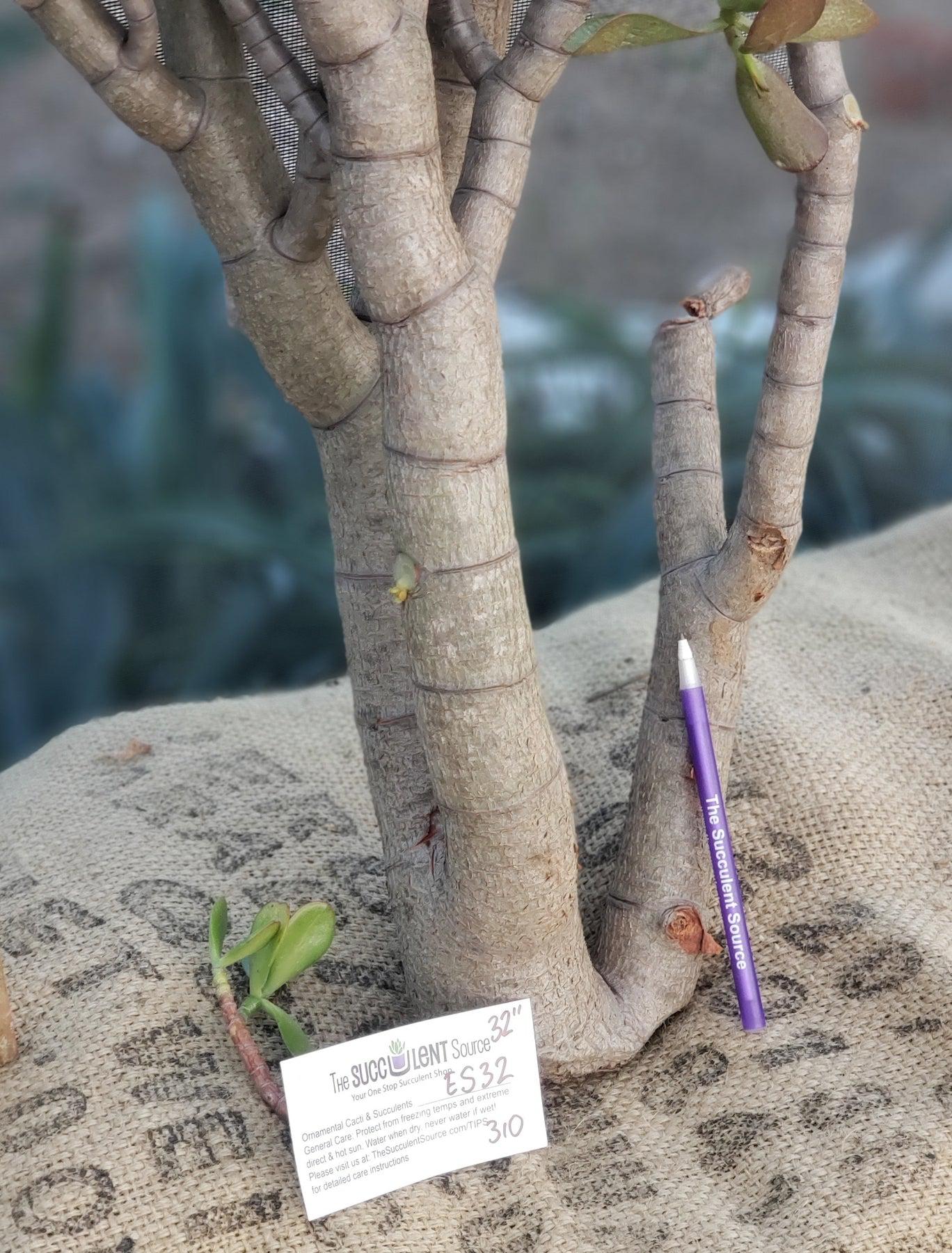 #ES32 EXACT Crassula Ovata Jade Bonsai succulent-Succulent - Large - Exact-The Succulent Source