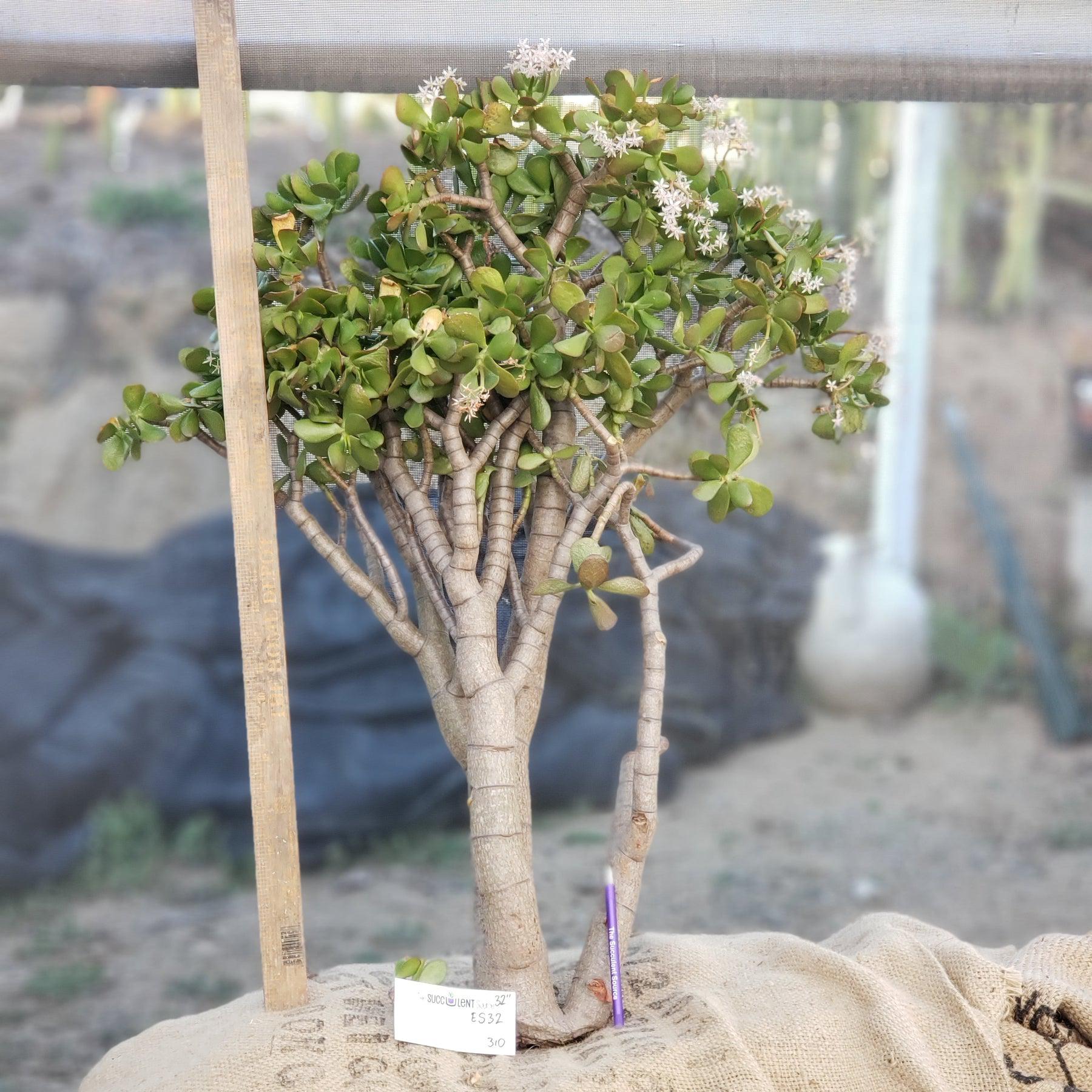 #ES32 EXACT Crassula Ovata Jade Bonsai succulent-Succulent - Large - Exact-The Succulent Source