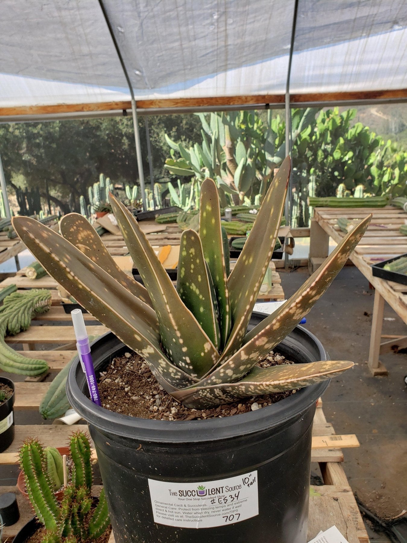 #ES34-succulent-aloe-agaves-jade-echevaria-succulent-aloe-agaves-jade-echevaria EXACT (species) Succulent (10)-Succulent - Large - Exact-The Succulent Source