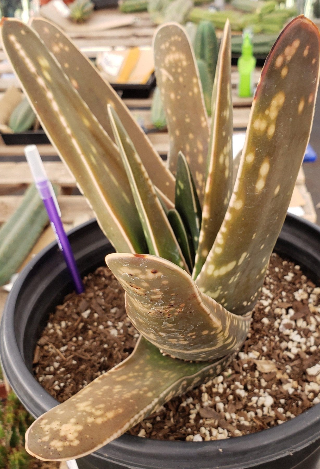 #ES34-succulent-aloe-agaves-jade-echevaria-succulent-aloe-agaves-jade-echevaria EXACT (species) Succulent (10)-Succulent - Large - Exact-The Succulent Source