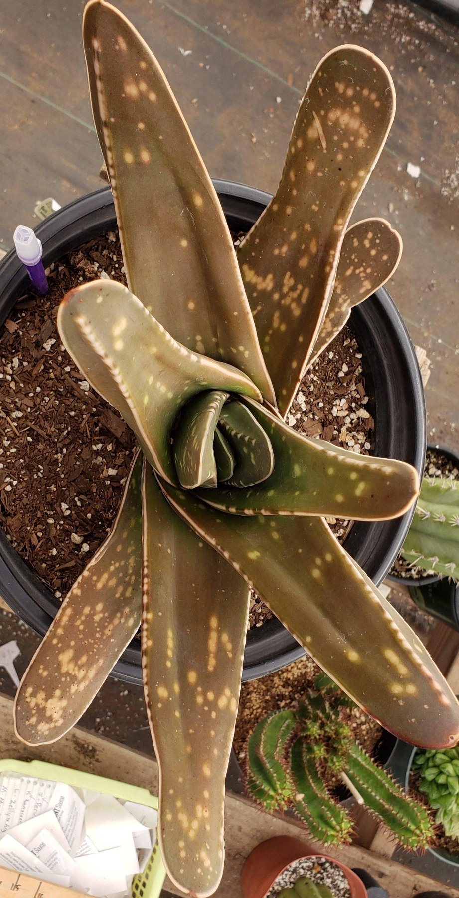 #ES34-succulent-aloe-agaves-jade-echevaria-succulent-aloe-agaves-jade-echevaria EXACT (species) Succulent (10)-Succulent - Large - Exact-The Succulent Source