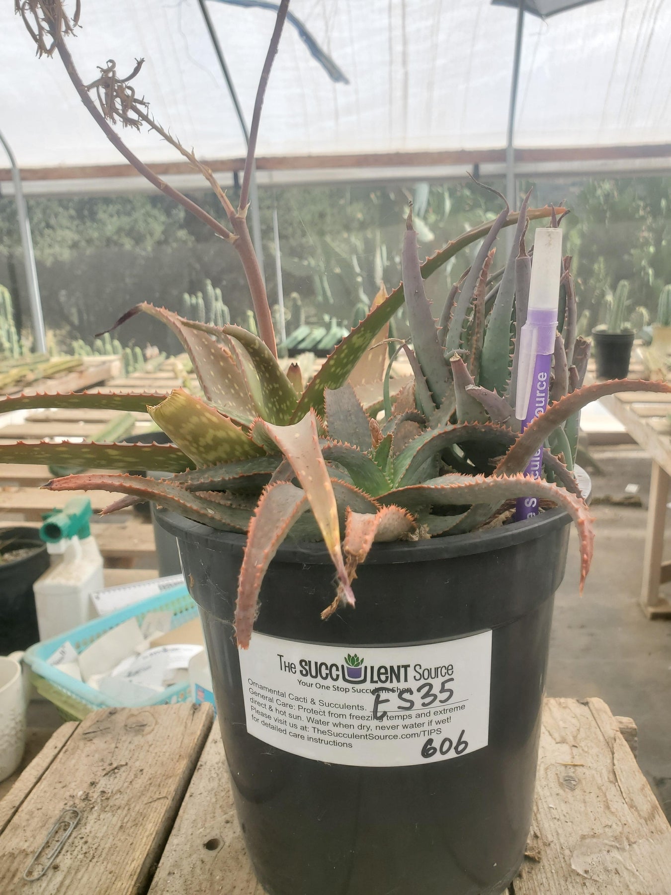 #ES35- EXACT ALOE 3 pack in 1 gallon CONTAINIER-Succulent - Large - Exact-The Succulent Source