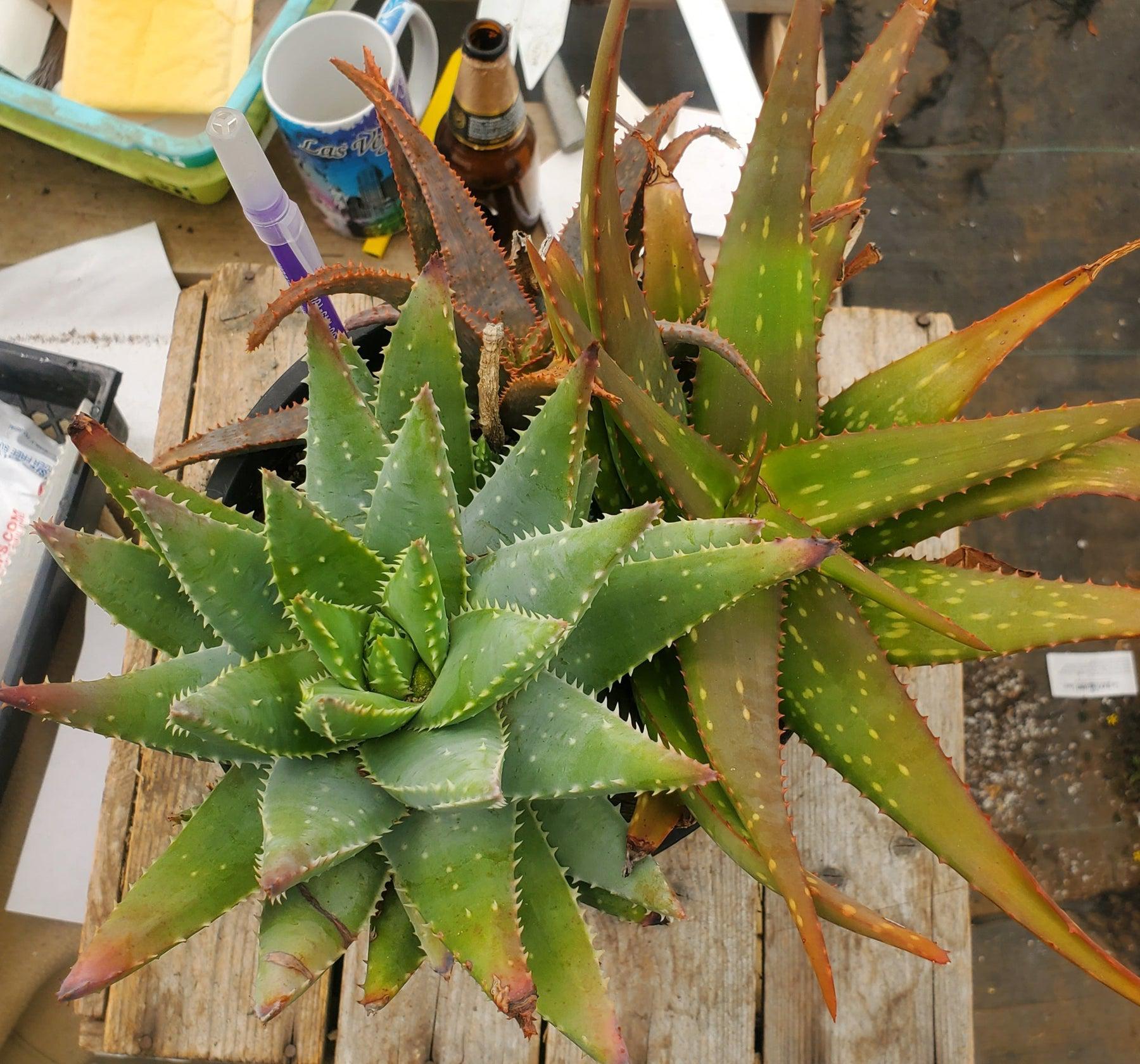 #ES36 EXACT Aloe Three Pack in 1 Gallon Container-Succulent - Large - Exact-The Succulent Source