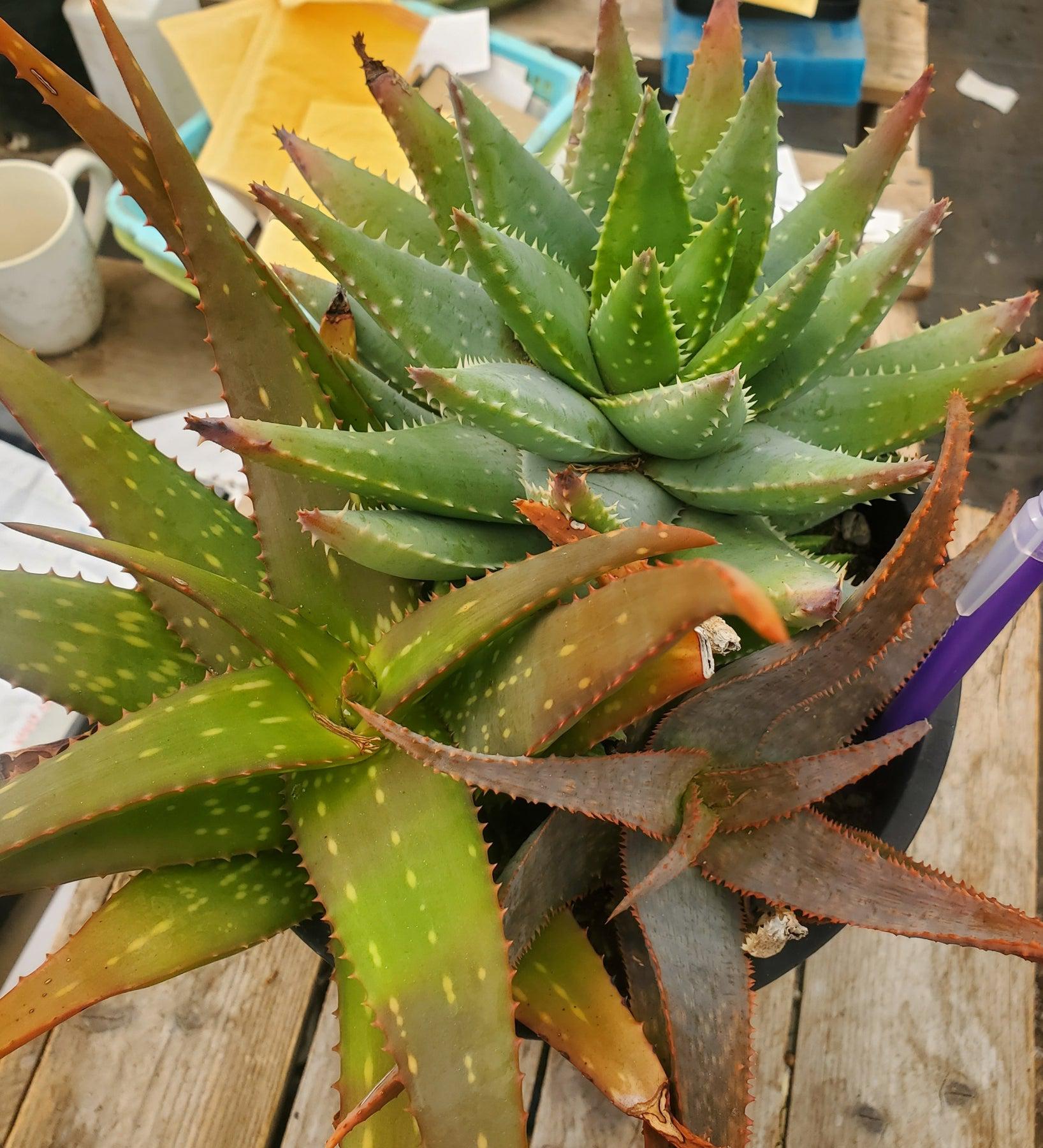 #ES36 EXACT Aloe Three Pack in 1 Gallon Container-Succulent - Large - Exact-The Succulent Source