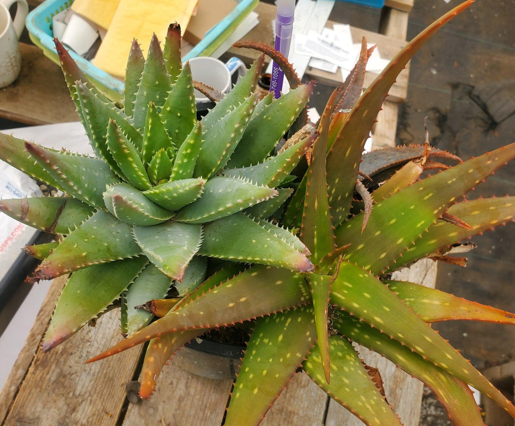 #ES36 EXACT Aloe Three Pack in 1 Gallon Container-Succulent - Large - Exact-The Succulent Source