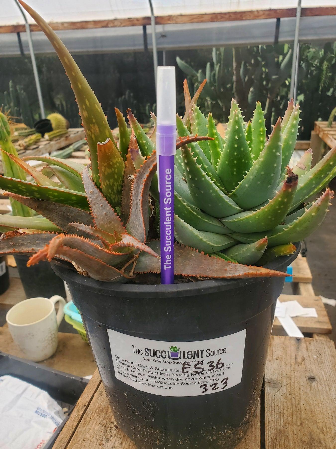 #ES36 EXACT Aloe Three Pack in 1 Gallon Container-Succulent - Large - Exact-The Succulent Source