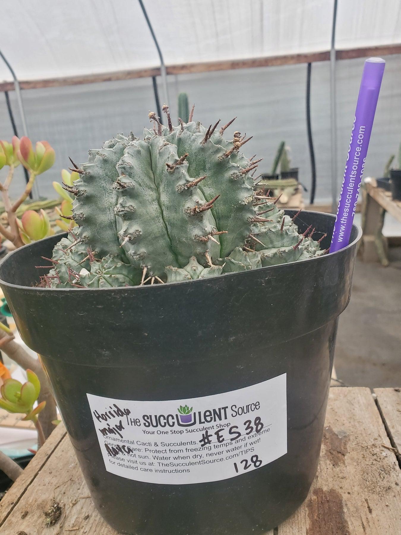 #ES38 EXACT Aloe and Agave discount Lot-Succulent - Large - Exact-The Succulent Source