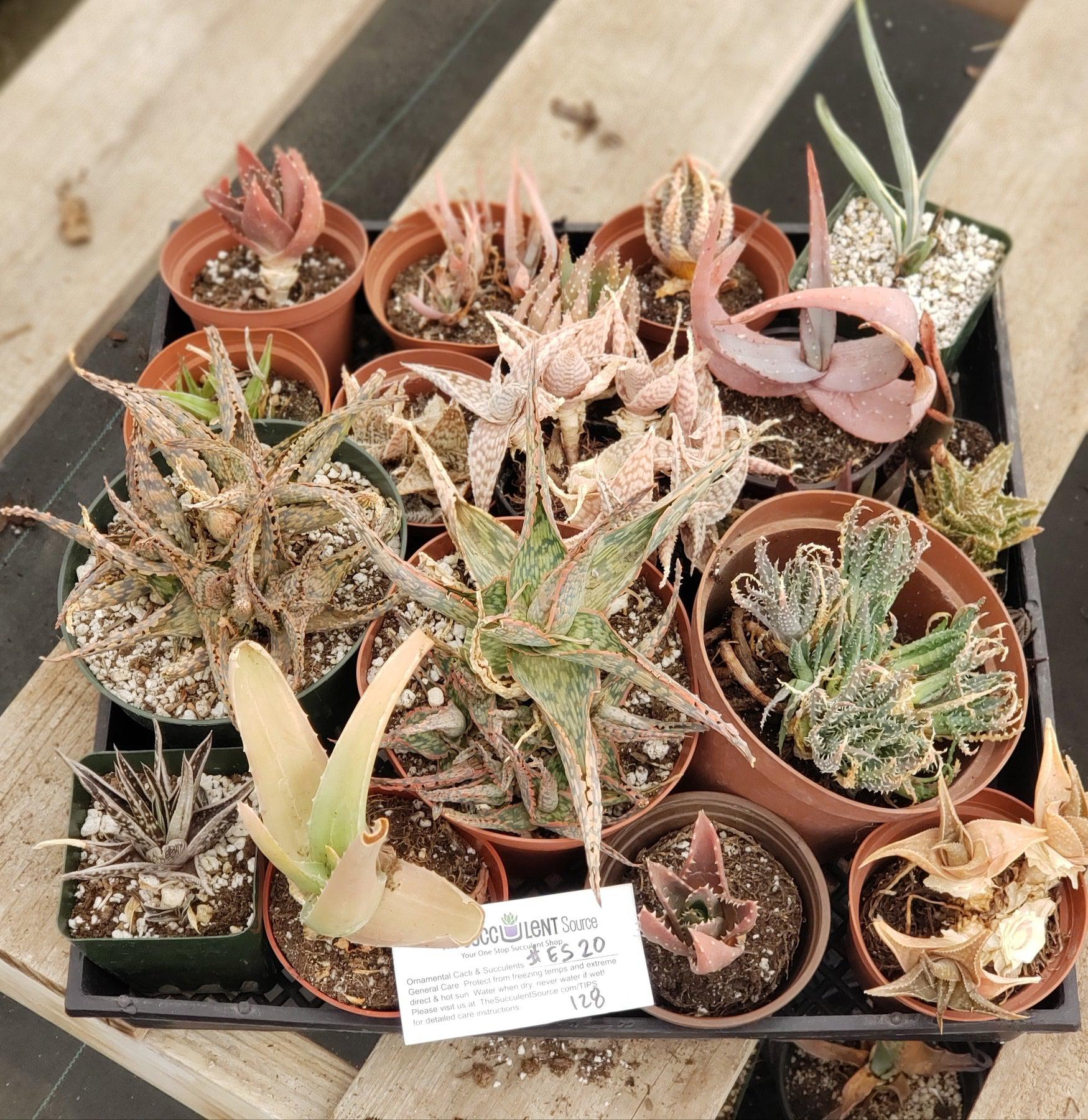 #ES38 EXACT Aloe and Agave discount Lot-Succulent - Large - Exact-The Succulent Source