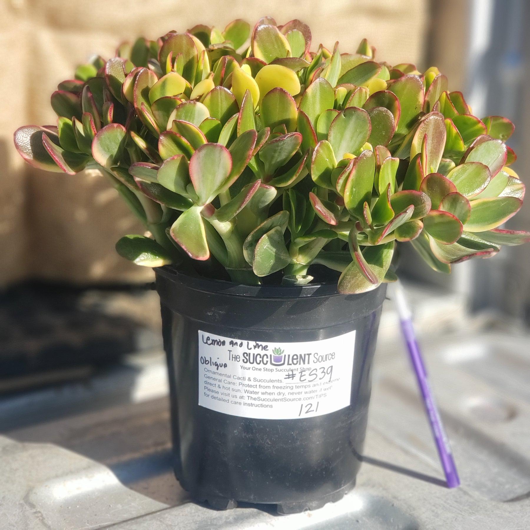 lemon succulent #ES39 Crassula Obliqua Lemon and Lime Jade Potted in 1 gallon