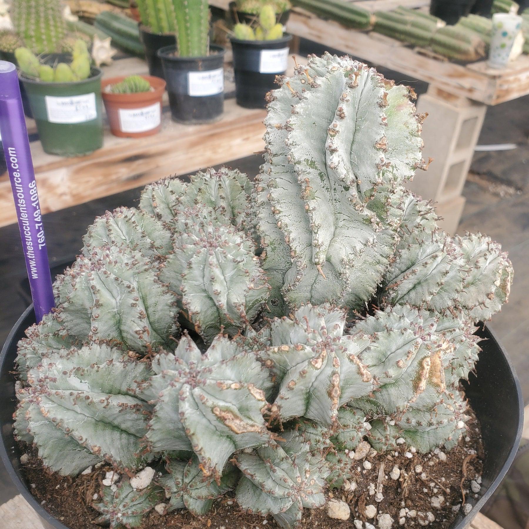 #ES40 EXACT Euphorbia Horrida potted in a container-Succulent - Large - Exact-The Succulent Source