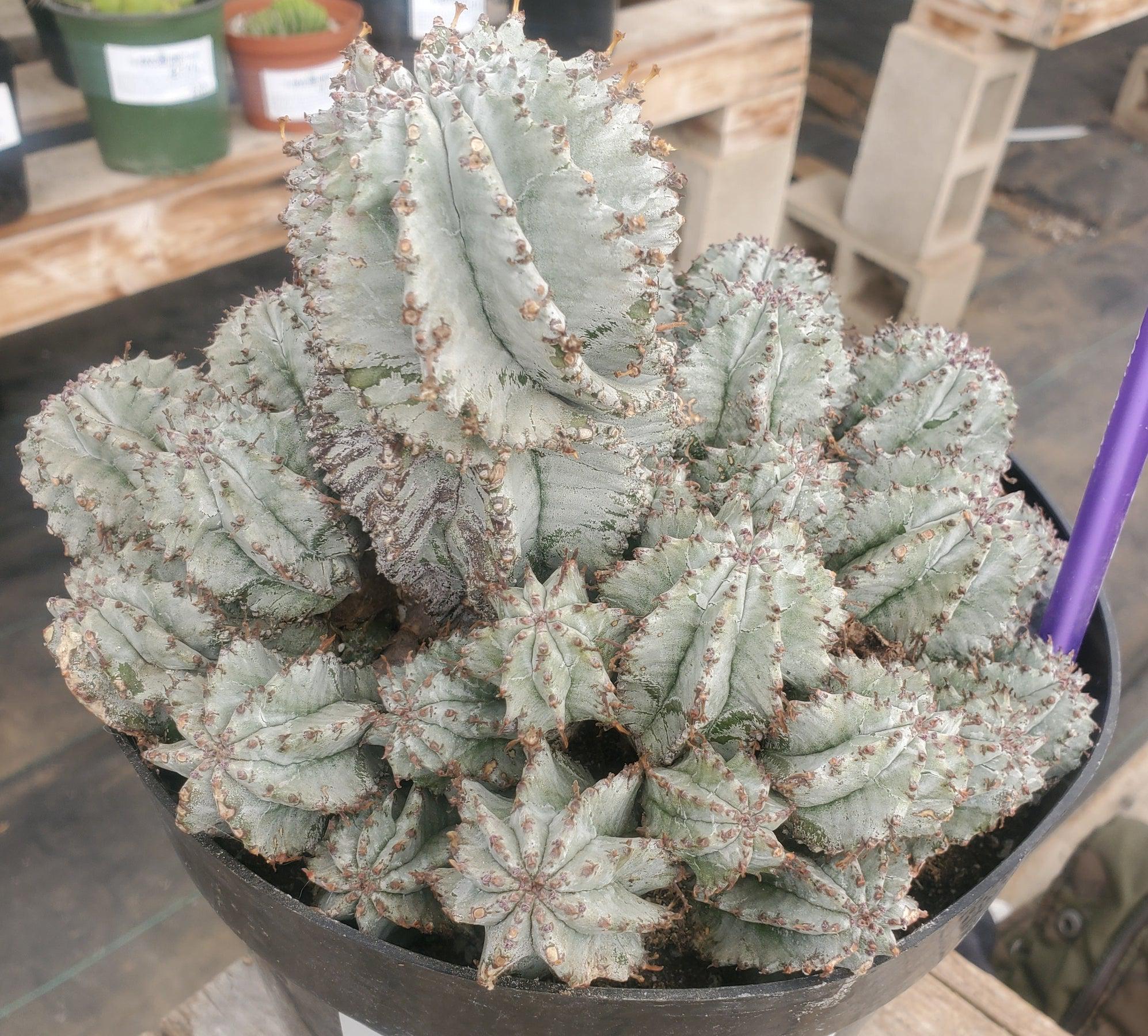 #ES40 EXACT Euphorbia Horrida potted in a container-Succulent - Large - Exact-The Succulent Source