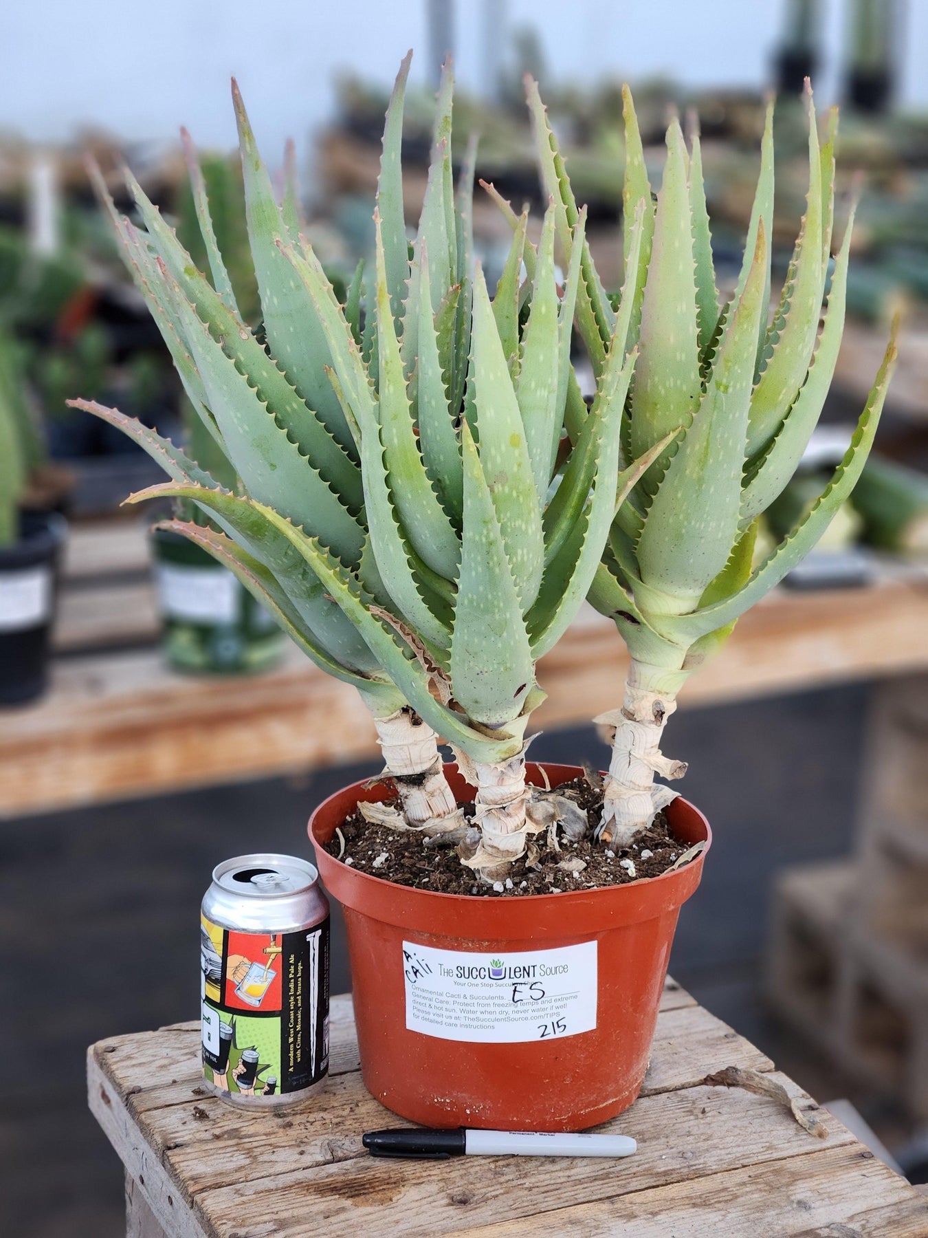 #ES41 Aloe "California" Hybrid Aloe Vera X Blue Elf-Succulent - Large - Exact-The Succulent Source