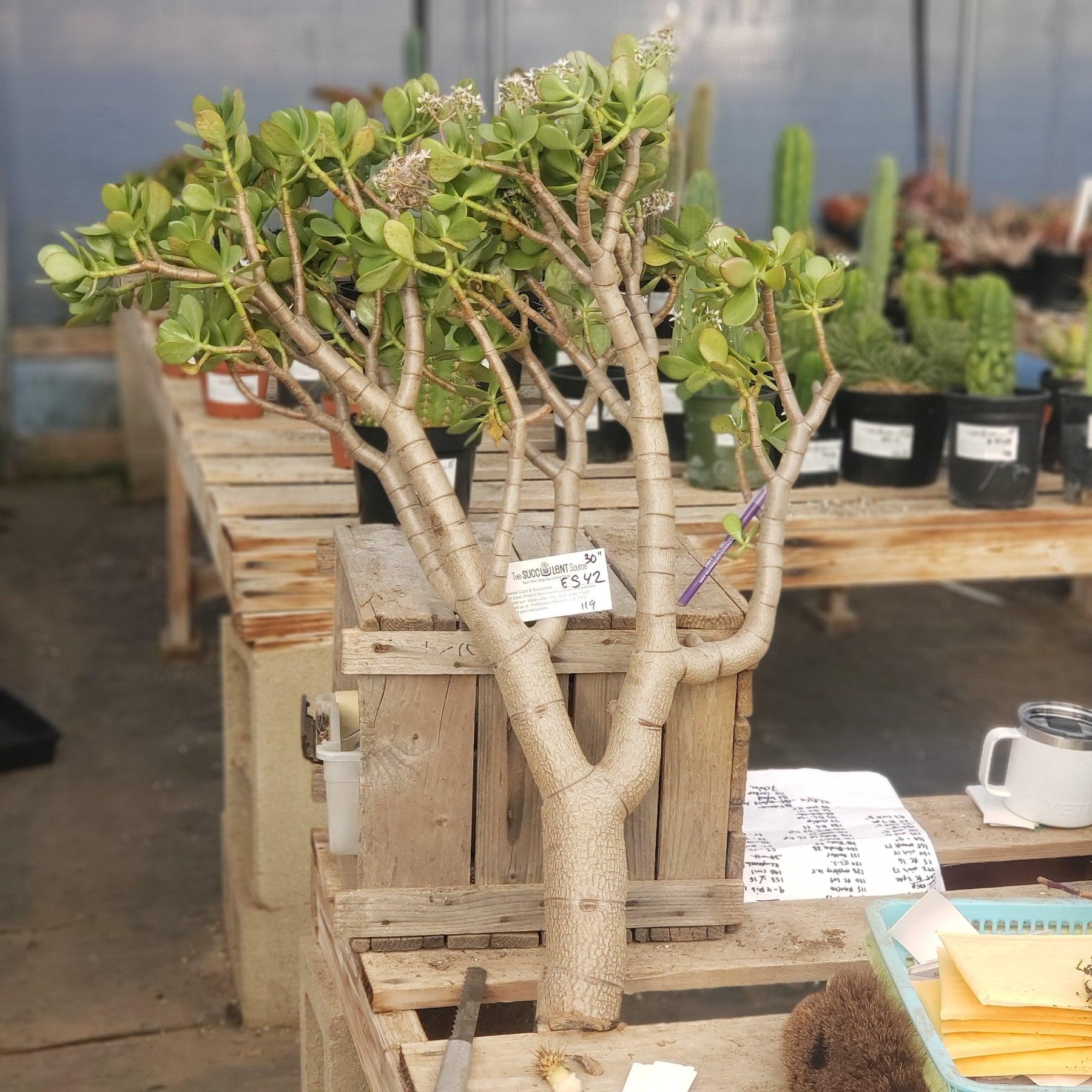 jade succulent cutting #ES42-Crassula Ovata Jade Cutting 30"