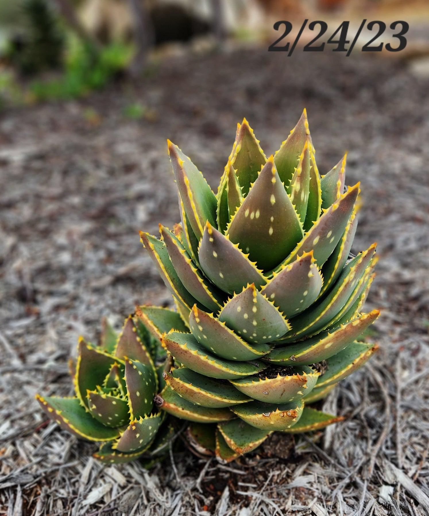 #ES43 EXACT Aloe Jeweled Distans Potted in 1 gallon-Succulent - Large - Exact-The Succulent Source