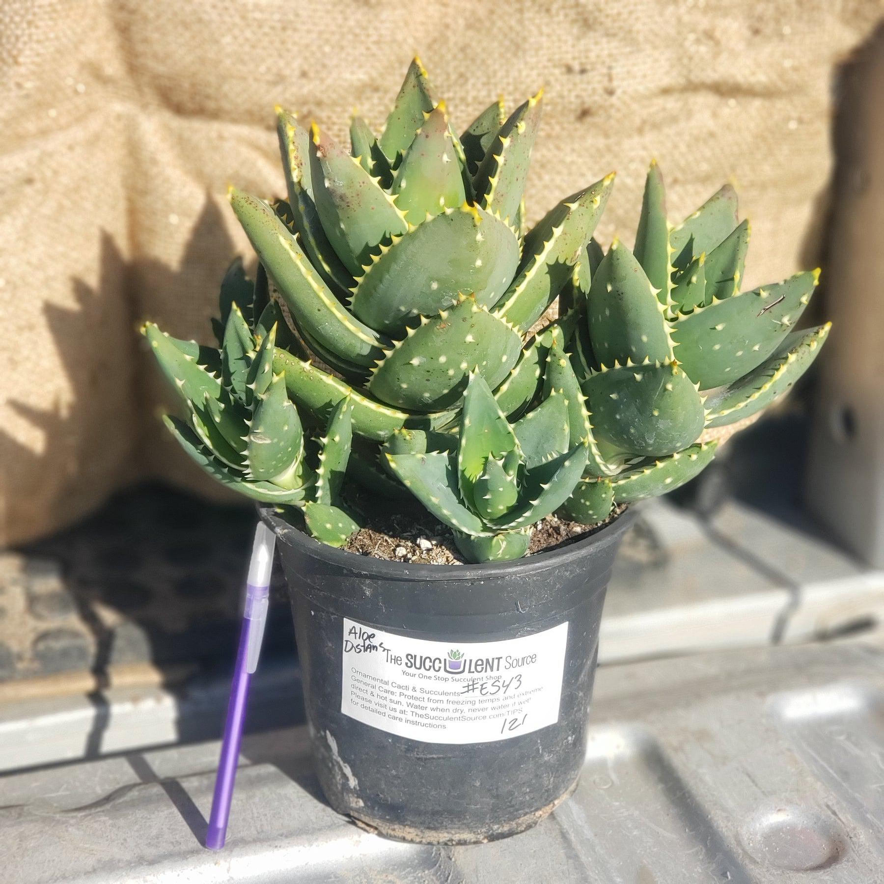 succulents and aloes #ES43 EXACT Aloe Jeweled Distans Potted in 1 gallon