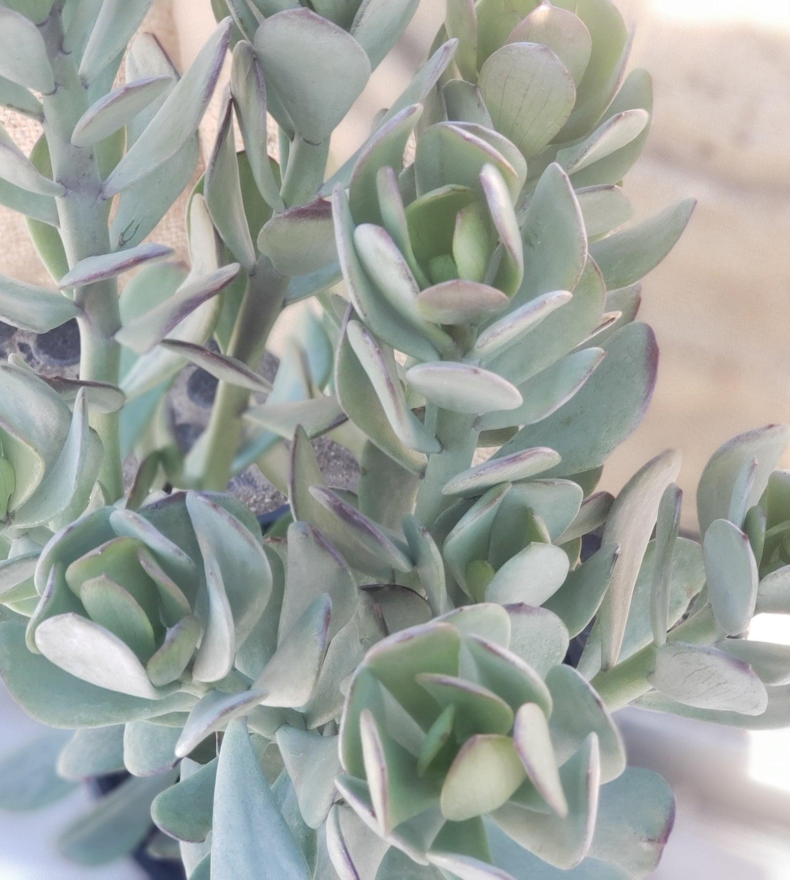 #ES44 EXACT Senecio Amaniensis Potted in a 1 gallon container-Succulent - Large - Exact-The Succulent Source