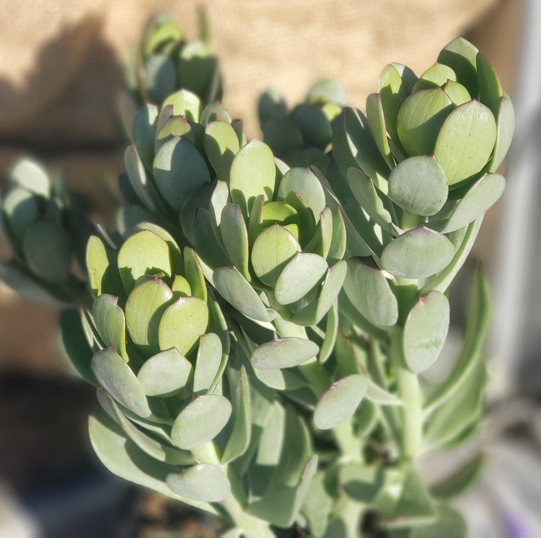 #ES44 EXACT Senecio Amaniensis Potted in a 1 gallon container-Succulent - Large - Exact-The Succulent Source