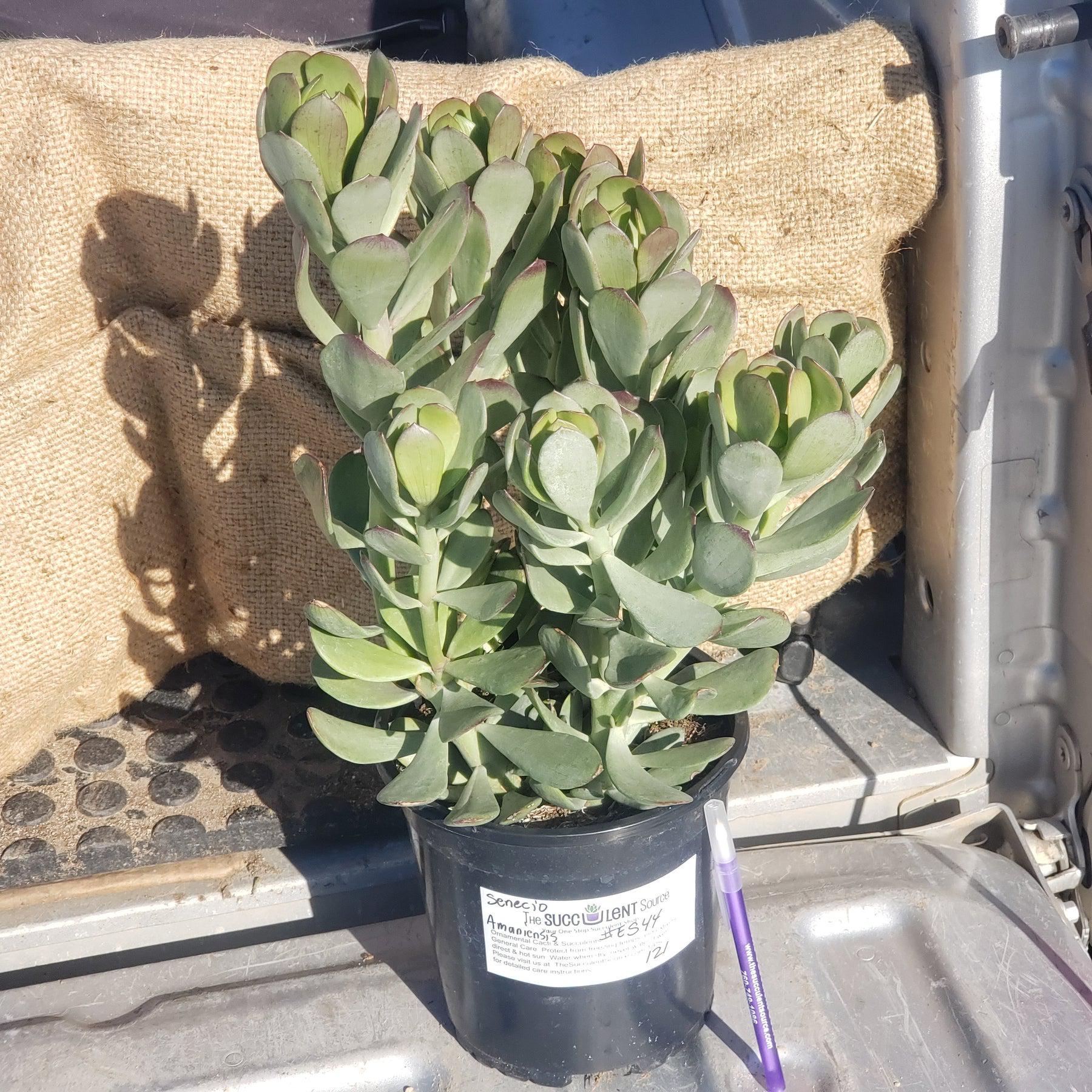 #ES44 EXACT Senecio Amaniensis Potted in a 1 gallon container-Succulent - Large - Exact-The Succulent Source
