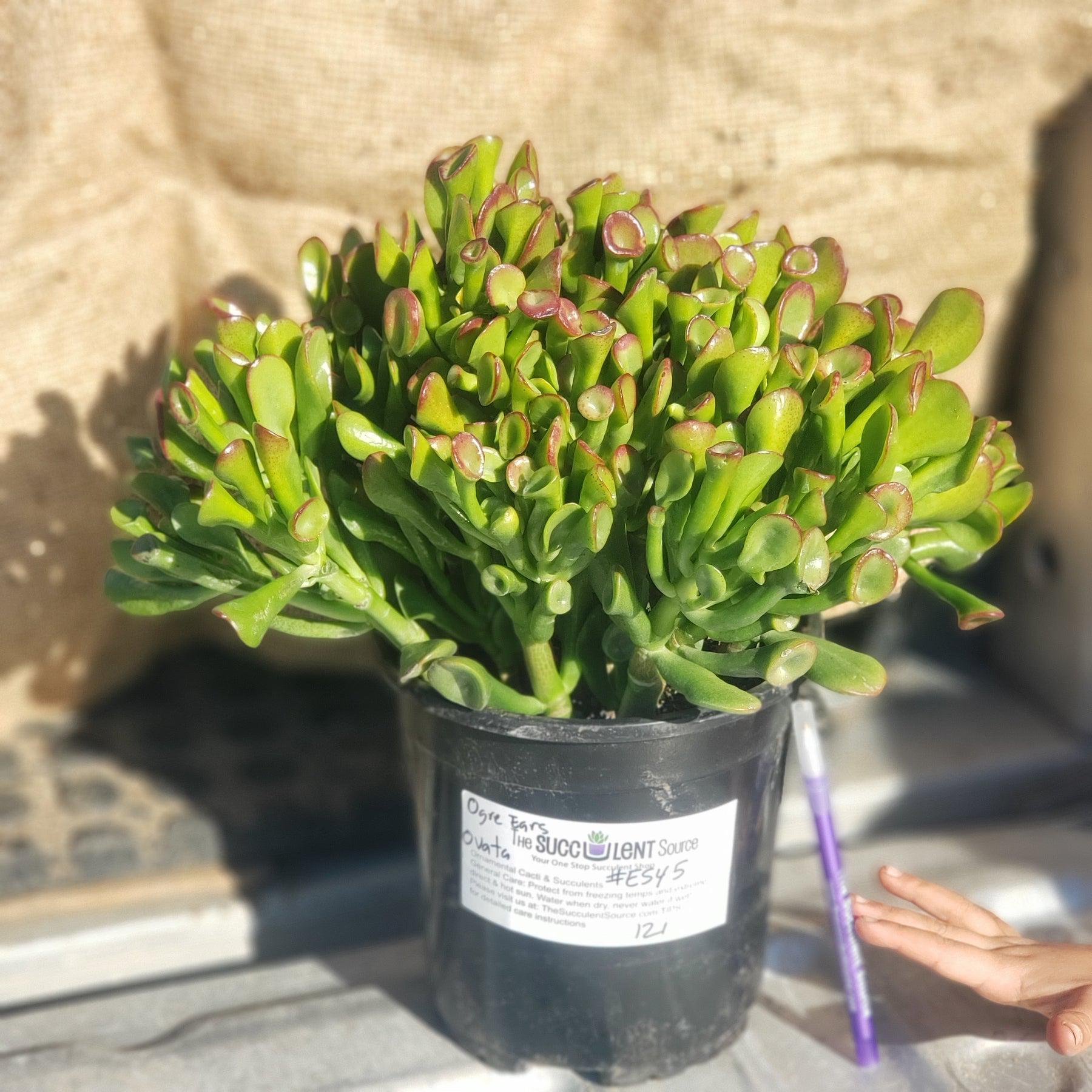 ogre ears succulent wrinkly #ES45 Exact Crassula Ovata Jade Ogre Ears potted in 1 gallon container