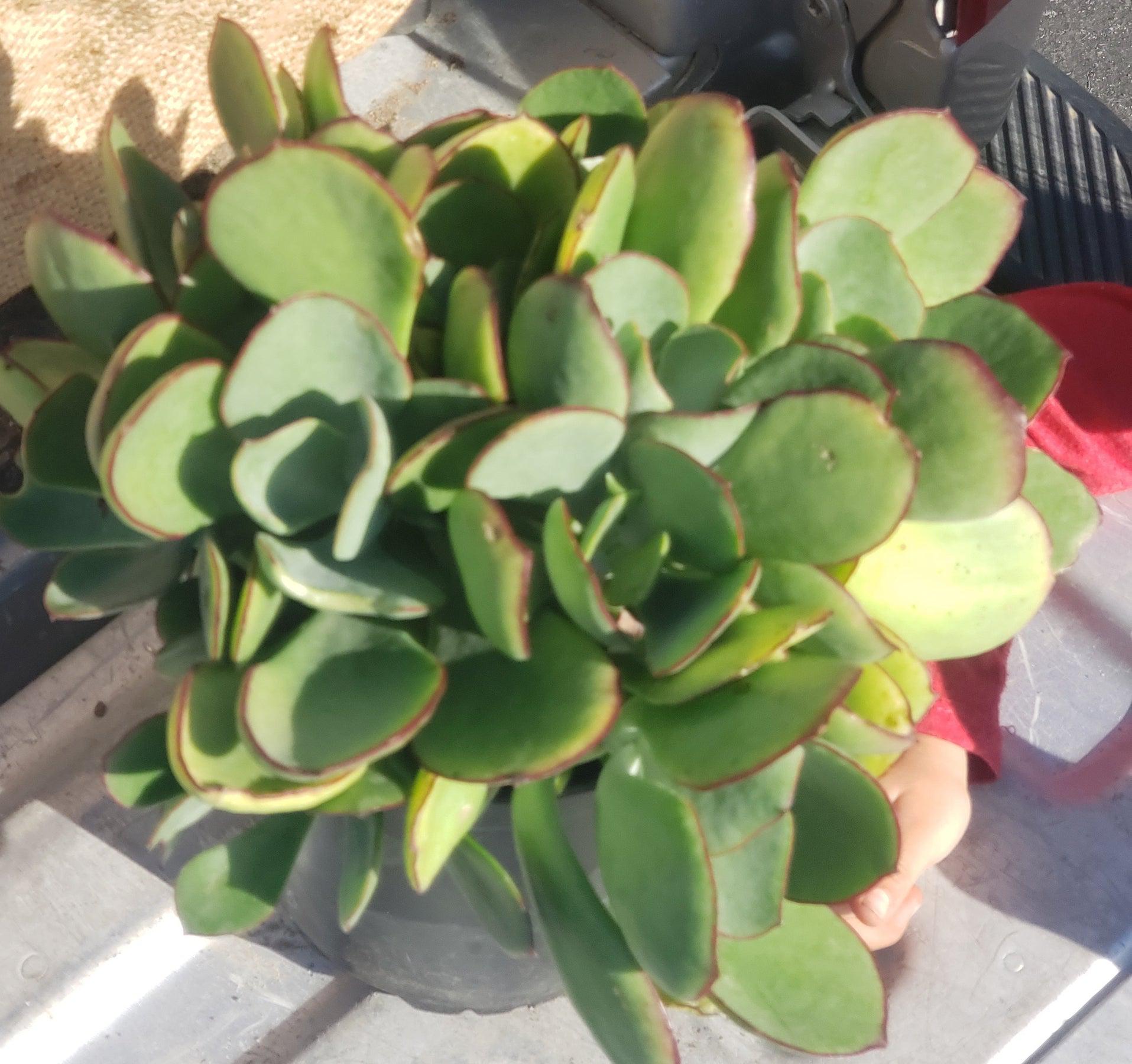 #ES46- EXACT Cotyledon Minty Succulent potted in a 1 gallon container-Succulent - Large - Exact-The Succulent Source