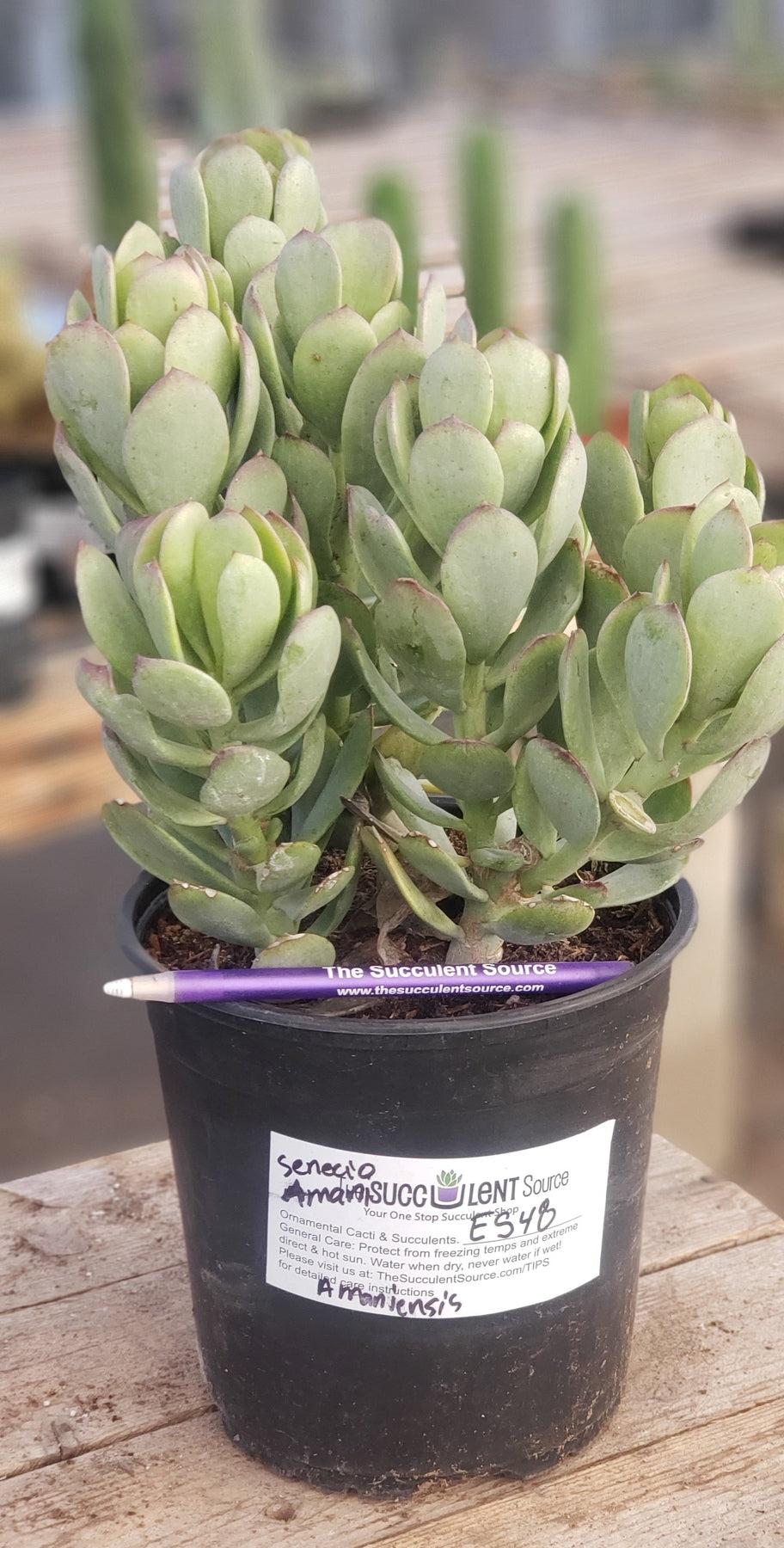 one succulent plant #ES48 EXACT Senecio Amaniensis Amani Succulent 1 gallon