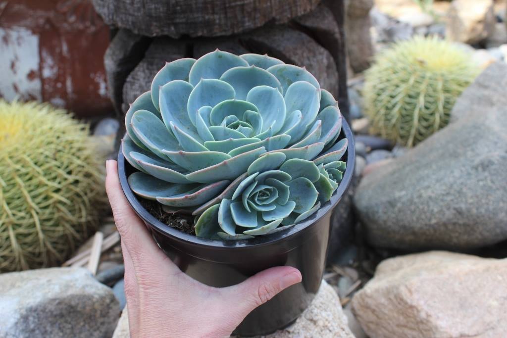 Echeveria Blue Rose Imbricata Succulent - 1 Gallon bulk wholesale succulent prices at the succulent source - 3