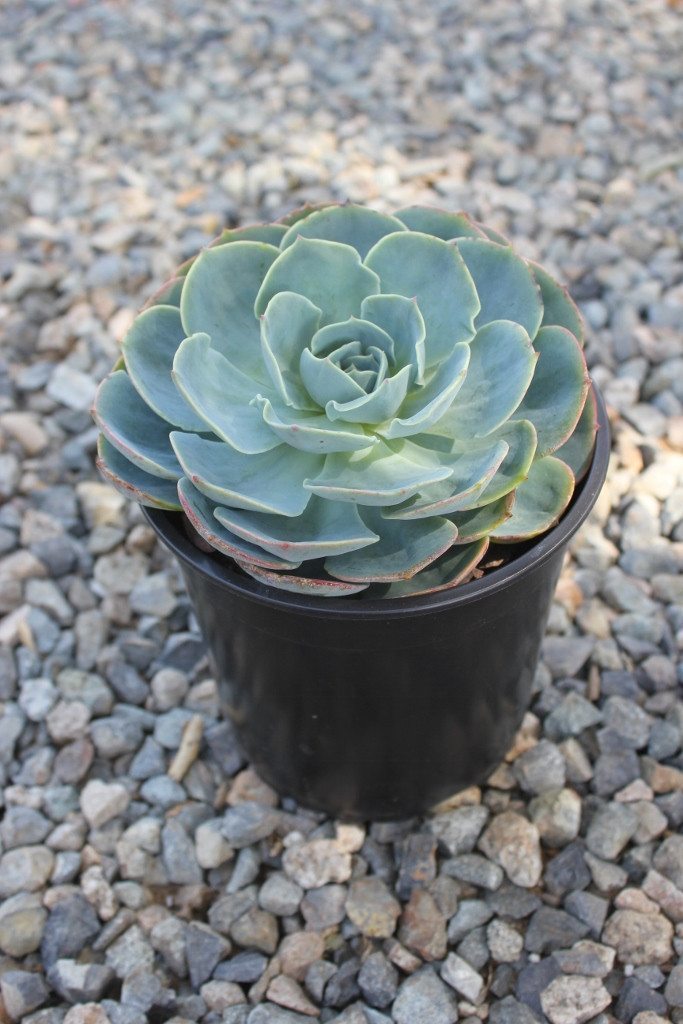Echeveria Blue Rose Imbricata Succulent - 1 Gallon bulk wholesale succulent prices at the succulent source - 1