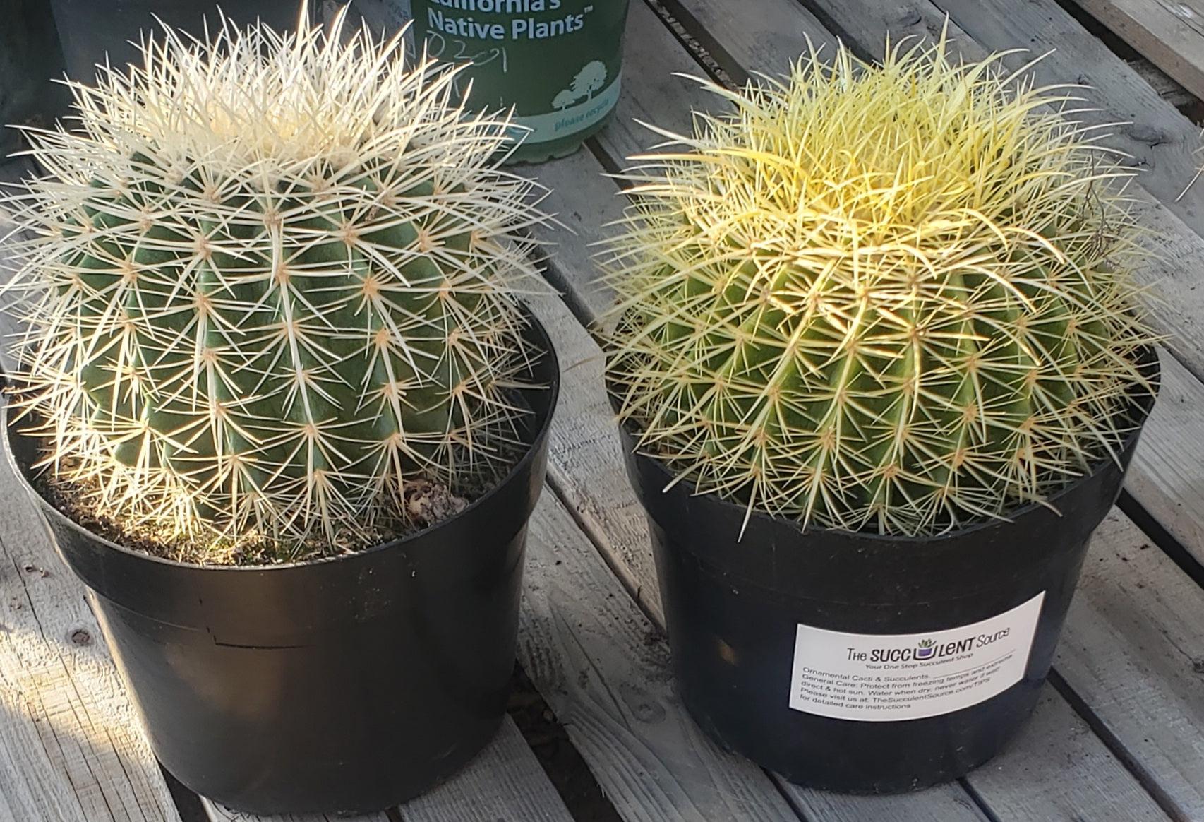 Echinocactus Grusonii Golden Barrel cactus-Cactus - Large - Exact-The Succulent Source