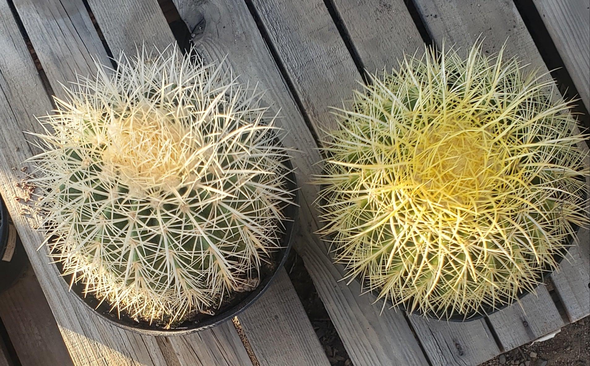 Echinocactus Grusonii Golden Barrel cactus-Cactus - Large - Exact-The Succulent Source