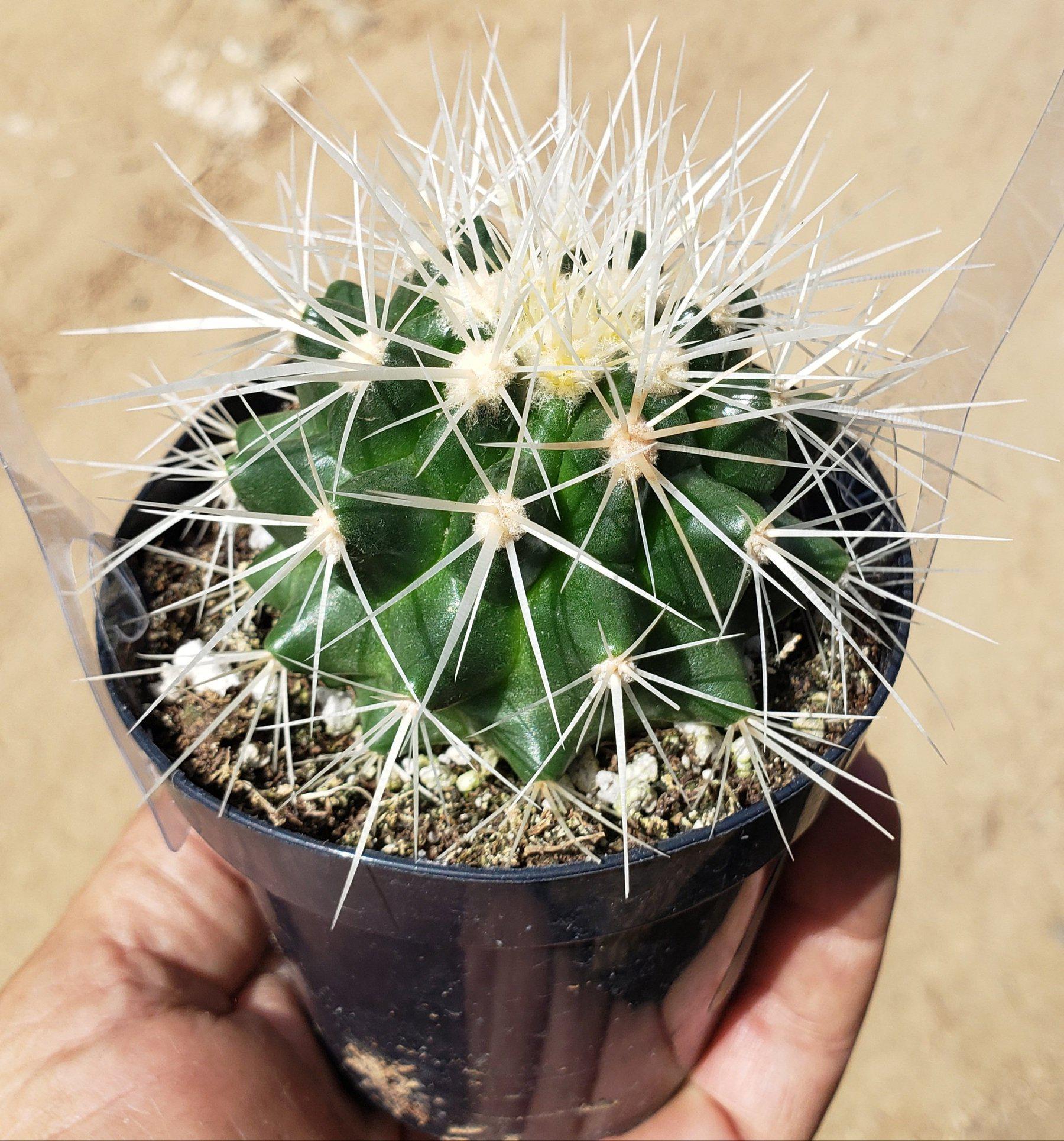 Echinocactus Grusonii Golden Barrel cactus in 8" container-Cactus - Large - Exact-The Succulent Source